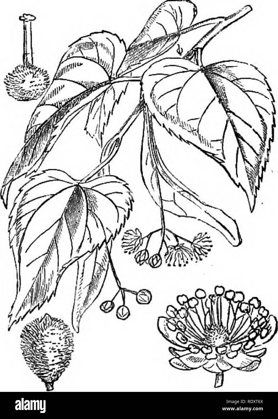 . Illustrations of the British flora: a series of wood engravings, with dissections, of British plants. Botany; Botany. 199. Tilia europaea. 198. Althaea hirsuta.. Please note that these images are extracted from scanned page images that may have been digitally enhanced for readability - coloration and appearance of these illustrations may not perfectly resemble the original work.. Fitch, W. H. (Walter Hood), 1817-1892; Smith, Worthington George, 1835-1917; Bentham, George, 1800-1884. Handbook of the British flora. London, L. Reeve &amp; Co. Stock Photo