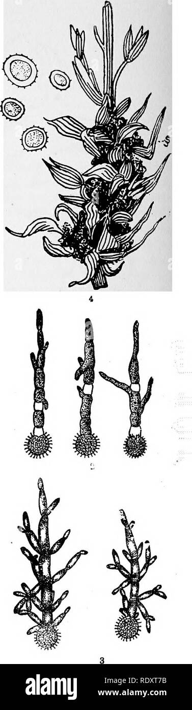 . A manual of poisonous plants, chiefly of eastern North America, with brief notes on economic and medicinal plants, and numerous illustrations. Poisonous plants. Fig. 55. 1. Maize Smut (Ustilago seae). Cells showing thread of mycelium passing from cell to cell; (a) thread shows throiigh; (b) section of cut sheath and thread. 2. Corn Smut, Spores in process of germination; each spore is sending out a tube with small lateral bodies. 3. The same, spores germinating in nutrient solution sprouting like yeast. From U. S. Dept. Agr. 4. Kernel Smut of Sorghum {Spkaceiolheca S.&gt;rshi) on Sorghum.. P Stock Photo
