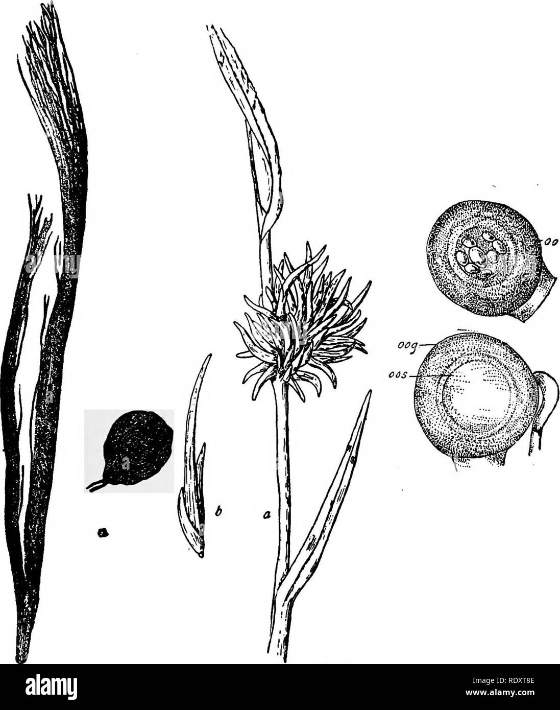. A manual of poisonous plants, chiefly of eastern North America, with brief notes on economic and medicinal plants, and numerous illustrations. Poisonous plants. EUTHALLEPHYTA—EUMYCETES—OOMYCETES 207. aiut.1* Fig. 51. At the left, leaf of Green Foxtail (Setaria zdridis), containing the oospores of Schrospora graminicola, a single spore at o. After Trelease. At the right, spike affected by the same fungus; b spikelet enlarged. The figure at the right, oospores from Hungarian grass; oog—Oogonium, oos—oosphere; oo—Oospore. The middle figure, Halsted; the right hand, Charlotte M. King.. Please no Stock Photo