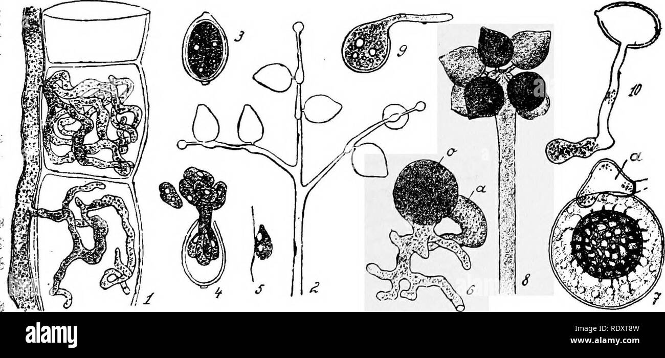 . A manual of poisonous plants, chiefly of eastern North America, with brief notes on economic and medicinal plants, and numerous illustrations. Poisonous plants. EUTHALLEPHYTA—EUM YCETES—OOM YCETES 205 Many members of this group are destructive parasites to cultivated plants like the potato rot fungus {Phytopthora infestans), the onion mildew (Peron- ospora Schleideniana), the lettuce mildew {Bremia Lactucae), the mildew of the sunflower (Plasmopara Halstedii), the Clover mildew {Peronospora tri- fcliorum) which may be injurious to animals, the millet mildew (^Sclerospora gra,:.inicola) which Stock Photo