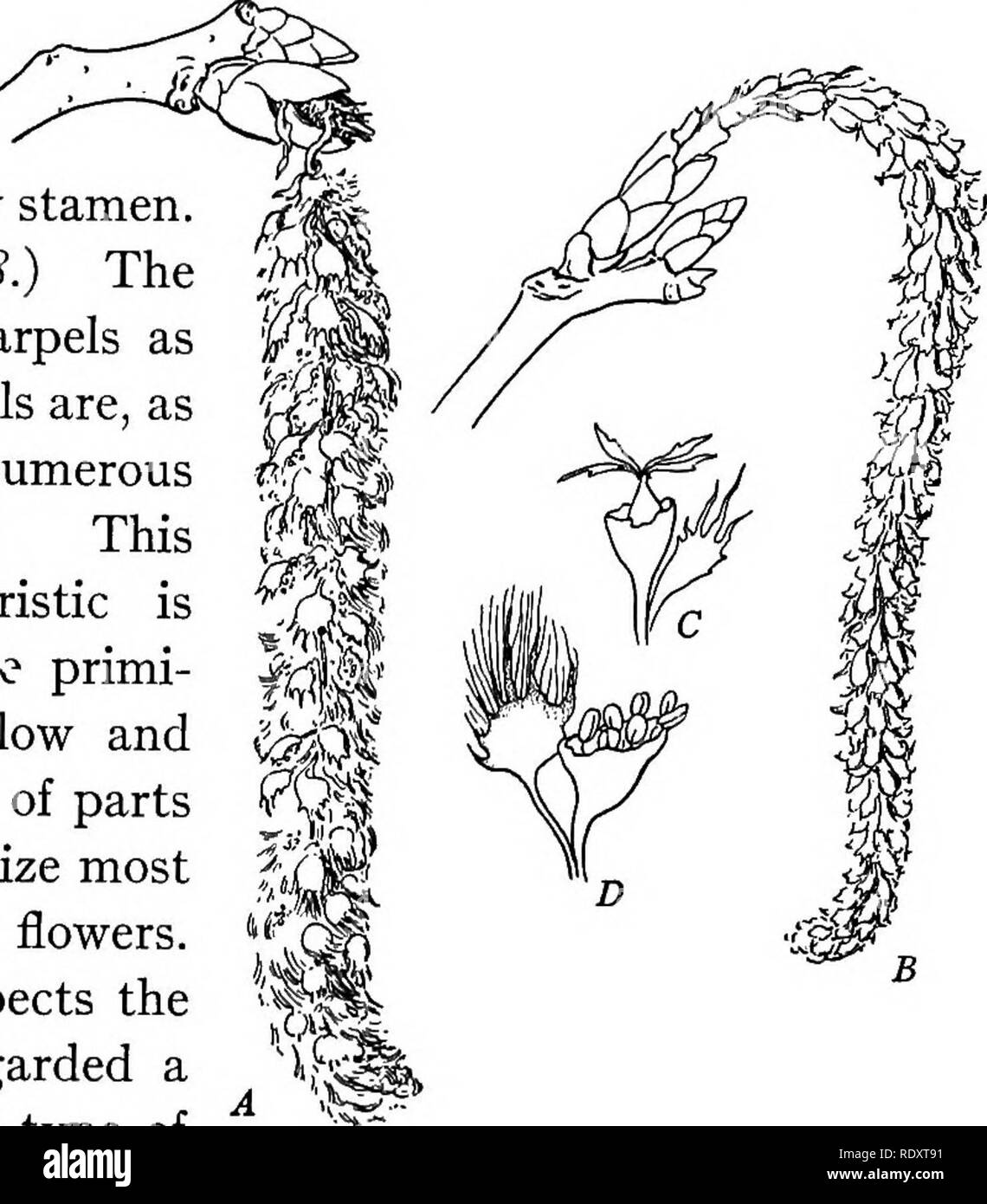 . Plant life and plant uses; an elementary textbook, a foundation for the study of agriculture, domestic science or college botany. Botany. VARIATIONS IN STRUCTURE 28s. ranged on the stem; they are not arranged in definite rings or whorls. The white water Hly illustrates this point very well. In it we find the many petals spirally arranged. We also find parts which are partly petal and partly stamen. (See Figure 108.) The stamens and carpels as well as the petals are, as to number, numerous and indefinite. This latter characteristic is considered more primi- tive than the low and regular numbe Stock Photo