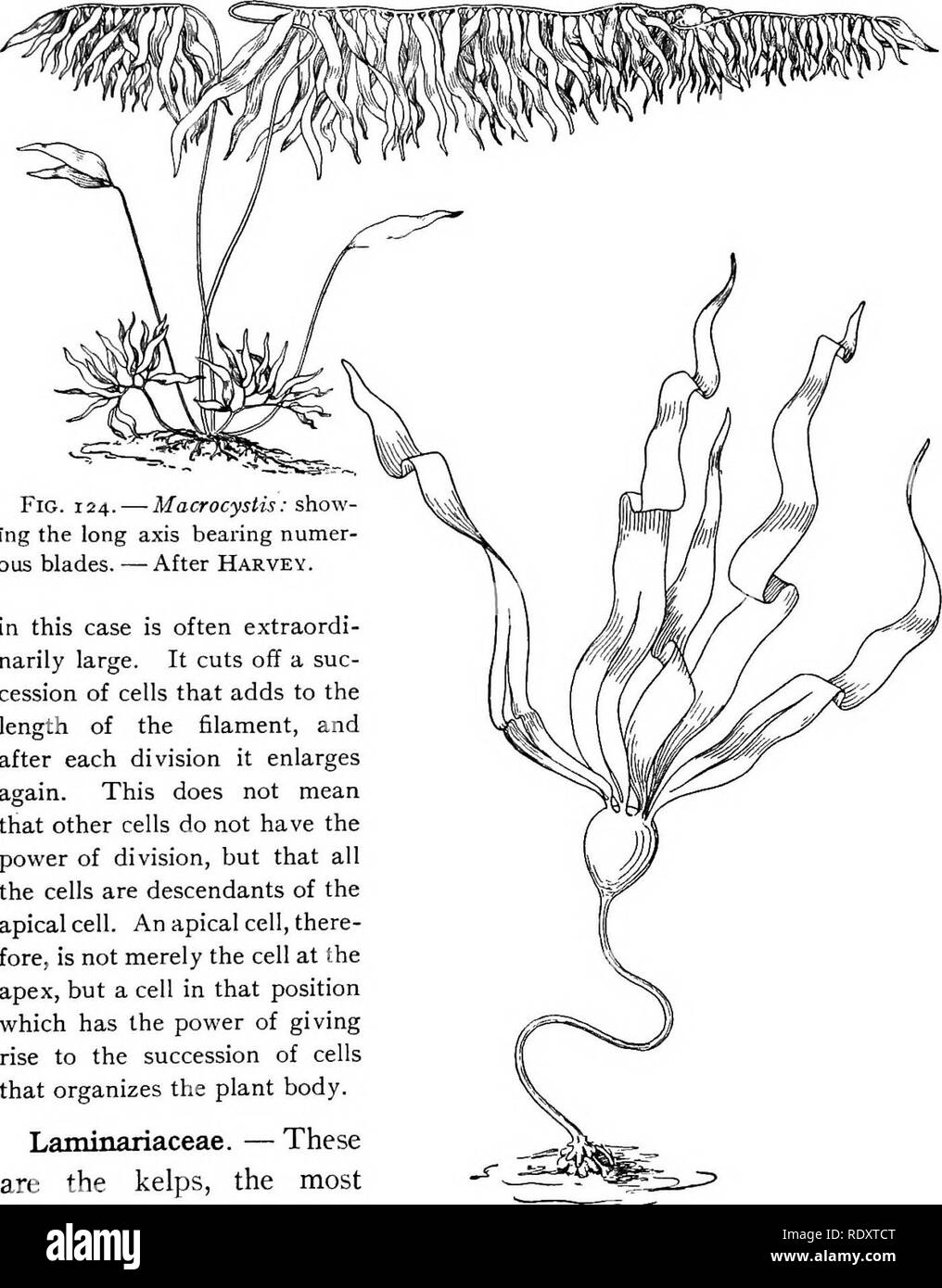 . A textbook of botany for colleges and universities ... Botany. THALLOPHYTES 47 cell. In such filamentous bodies as were met among the green algae, the filament is elongated by the division of all the cells ; in other words, the power of cell-divi- sion is distributed throughout the filament. In Ectocarpus this power of cell- division to elongate the filament is more restricted, often being specially present in a region behind the tip, where the divisions occur in unusually rapid succession. In Sphacdaria this special power has become restricted to the apical cell, which. Fig. 124. â Macrocys Stock Photo