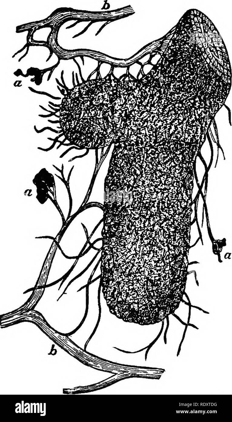 . Plant physiology. Plant physiology. ABSORPTION OF ASHCONSTITUENTS 91