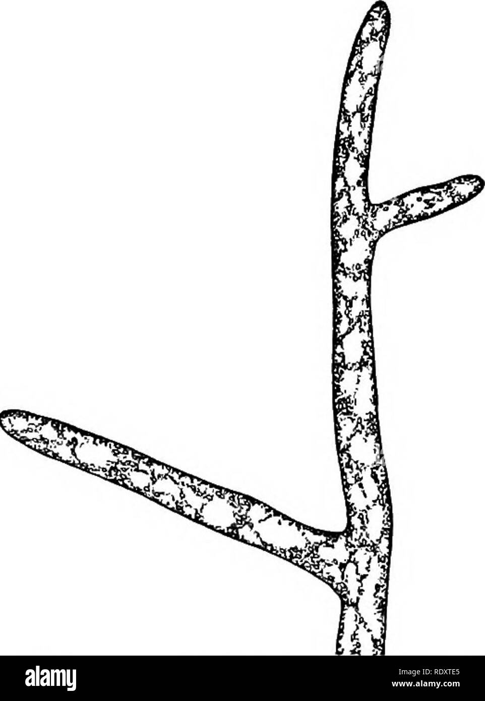 A Textbook Of Botany For Colleges And Universities Botany Thallophytes 35 Zoospore The Asexual Reproduc Tion Is Modified In An Interesting Way By The Coenocytic Habit At The Tip Of A