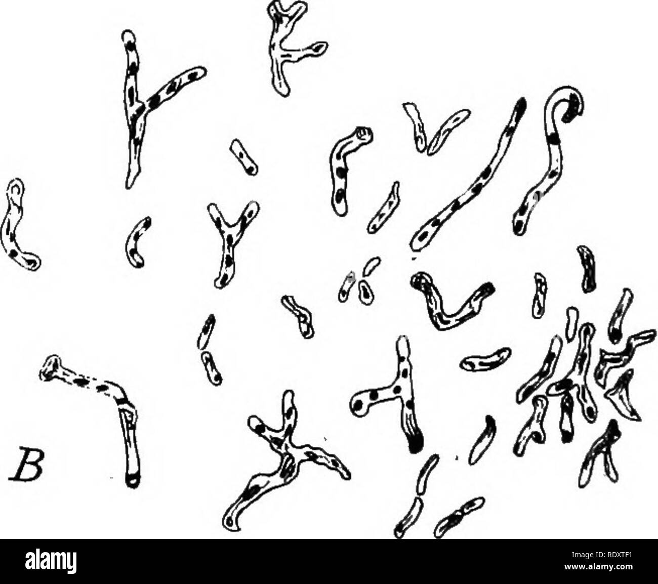 . Plant physiology. Plant physiology. Pig. 48.—A. Leaves of Favetta indica, showing nodules, which contain nitrogen-fixing bacteria. B. Cells of Mycobacterium rubiacearum from leaf nodules of Pavetta zimmermanniana. Magnified to 3000 diameters. (,After Faber.) 1 Winogradsky, S.» Sur I'assimilation de I'azote gazeux de ratmosphere par les microbes. Compt. rend. Paris 116: 138S-1388. 1893. Idem, same title. JWd. 118: 3S3-3SS. 1894. 2 Beijerinck, M. W., Ueber oligonitrophile Mikroben. Centralbl. Bakt. II, 7: 561-582. 1901. Freund- enreich, Ed. von, Ueber stiokstofifbindende Bakterien. /Md. 77, 10 Stock Photo
