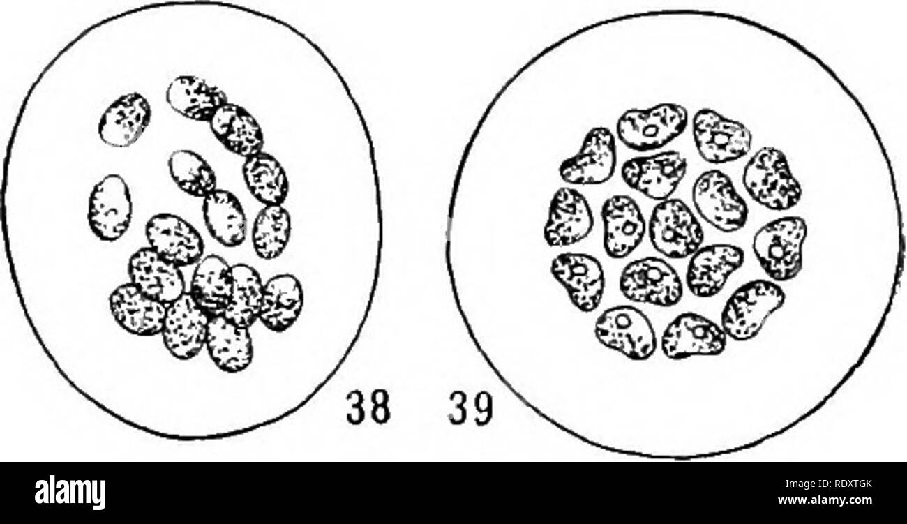 Chloroplast Black and White Stock Photos & Images Alamy