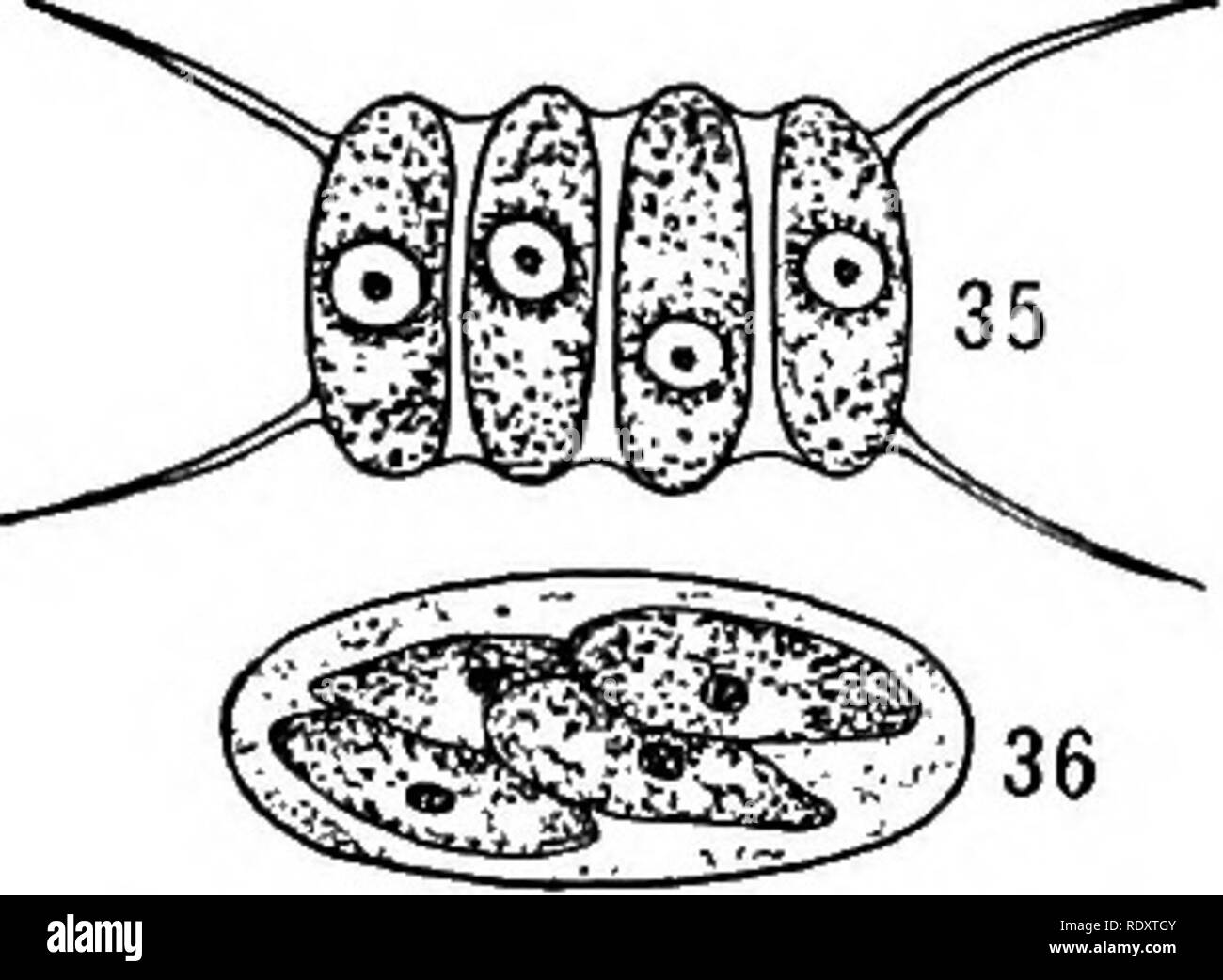 Chloroplast cell Black and White Stock Photos & Images - Alamy