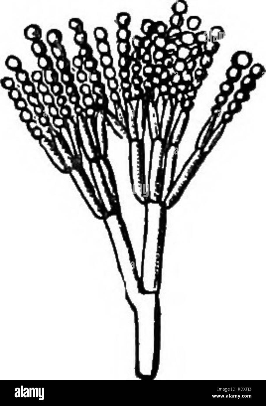 Wild yeast cells hires stock photography and images Alamy