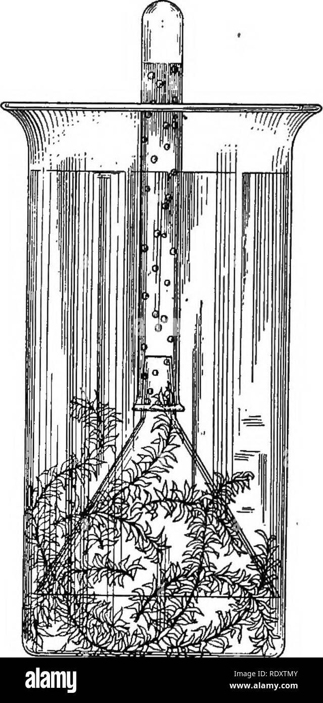 . Plant physiology. Plant physiology. Fig. I.—Leaf in position in a measuring tube, for demonstration of absorption of carbon dioxide and elimination of oxygen during photo- synthesis. Fig. 2.—Elimina- tion of oxygen bubbles by Elodea in sunlight. Fig. 3.—Collection of oxygen water plants in light. from liberated by water plants; this solution is yellow when prepared, but turns blue in the presence of oxygen. If a shpot of Elodea, or other aqmtic, is placed in a dilute solution of this reagent and exposed to sunlight, the solution surround- ing the leaves becomes blue in a few minutes.^/ §3. C Stock Photo