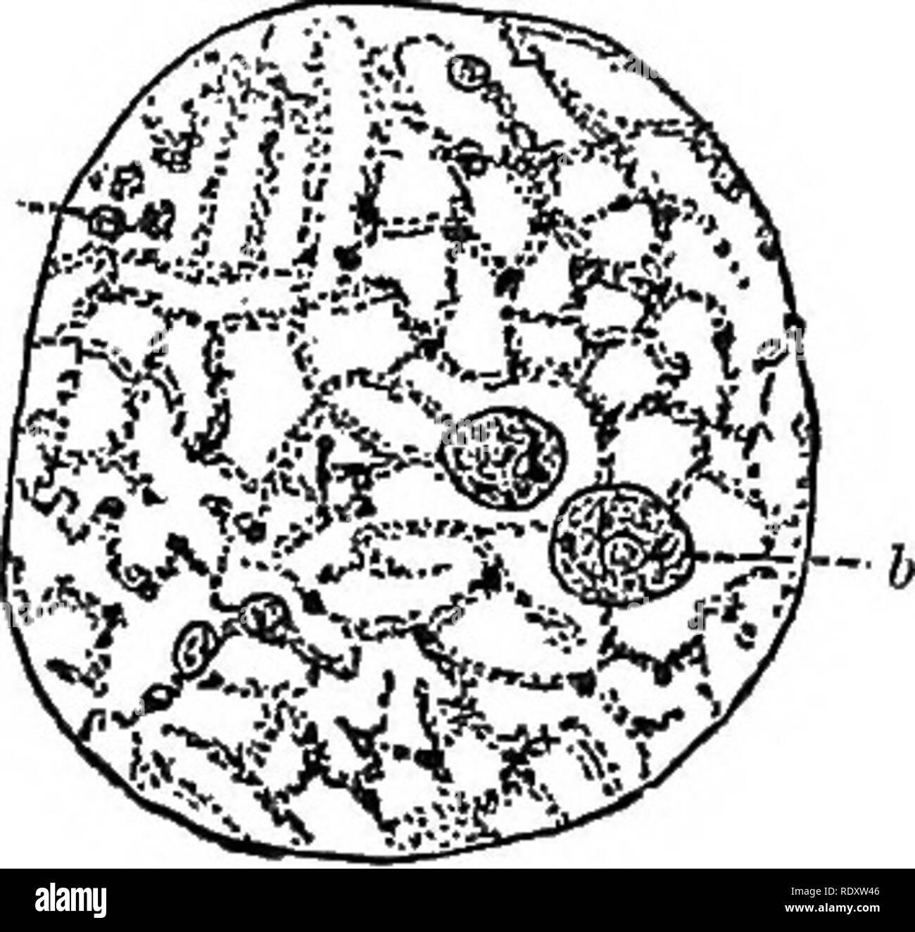 . An introduction to vegetable physiology. Plant physiology. Fie. 7.âCells feom the Leaf of Elodea. x 300. Â«, nucleus; p, protoplasm, in which are embedded numerous chloro- piasts. The arrows show the direction of the movement of the protoplasm. Fig. 8.âTwo Cells fbom a â Staminal Haib of Trades- cantia. x 300. The arrows show the direction of the movement of the protoplasm. movements are spoken of as rotation when the current flows uniformly round the cell, or as circulation when the path has a more complicated course. It has been mentioned that, with very rare exceptions, all cells contain  Stock Photo