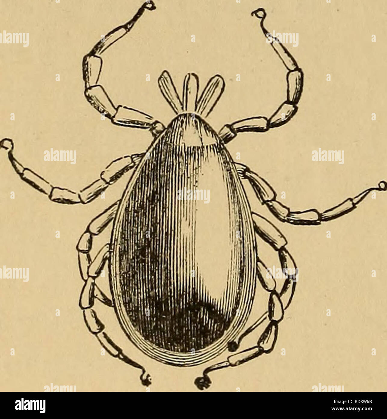 . Economic entomology. Beneficial insects; Insect pests; Thysanura. 190 ARACHNOIDEA. CASE legs. It is to be noticed, too, tTiatiwo specimens of a species of Ixodes (named Ixodes longipes by M. Lucas—Bull. Soc. Ent. Fr. 1872); were lately taken m one of the subterranean caverns of the Pyrenees, viz.,-the upper cavern of Mas-d'azil in the Ariege and it, too, was distinguished by the length and slenderness of its legs. There can be little doubt, we imagine, that they were individuals that had dropped from some bat that had made the cavern its place of retreat; and it is, perhaps, not wholly irrel Stock Photo