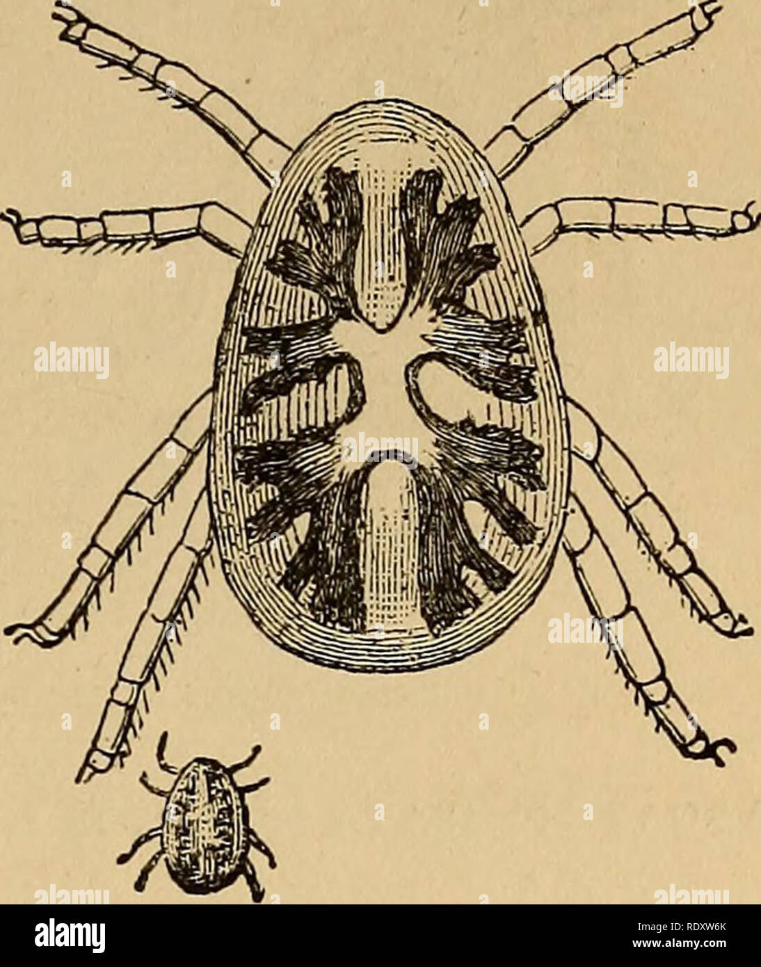 . Economic entomology. Beneficial insects; Insect pests; Thysanura. GAMASIVS. iSi CASE deeply buried in the skin. The woodcut shows the young, which was the stage on which Latreille's genus Cans was founded. No. 2S. Argas reflexus {.Fab. (Rhynchoprion columbse, Ilerm.).—^^ Enlarged figure of ditto. The present species occurs on pigeons (whence it was named Rhyn- choprion columbse by Hermann). It is chiefly met with in the south of Europe. In the north it does not appear to be very frequent; although, no doubt, if search were properly made for it, it would be found much too common. Some years  Stock Photo