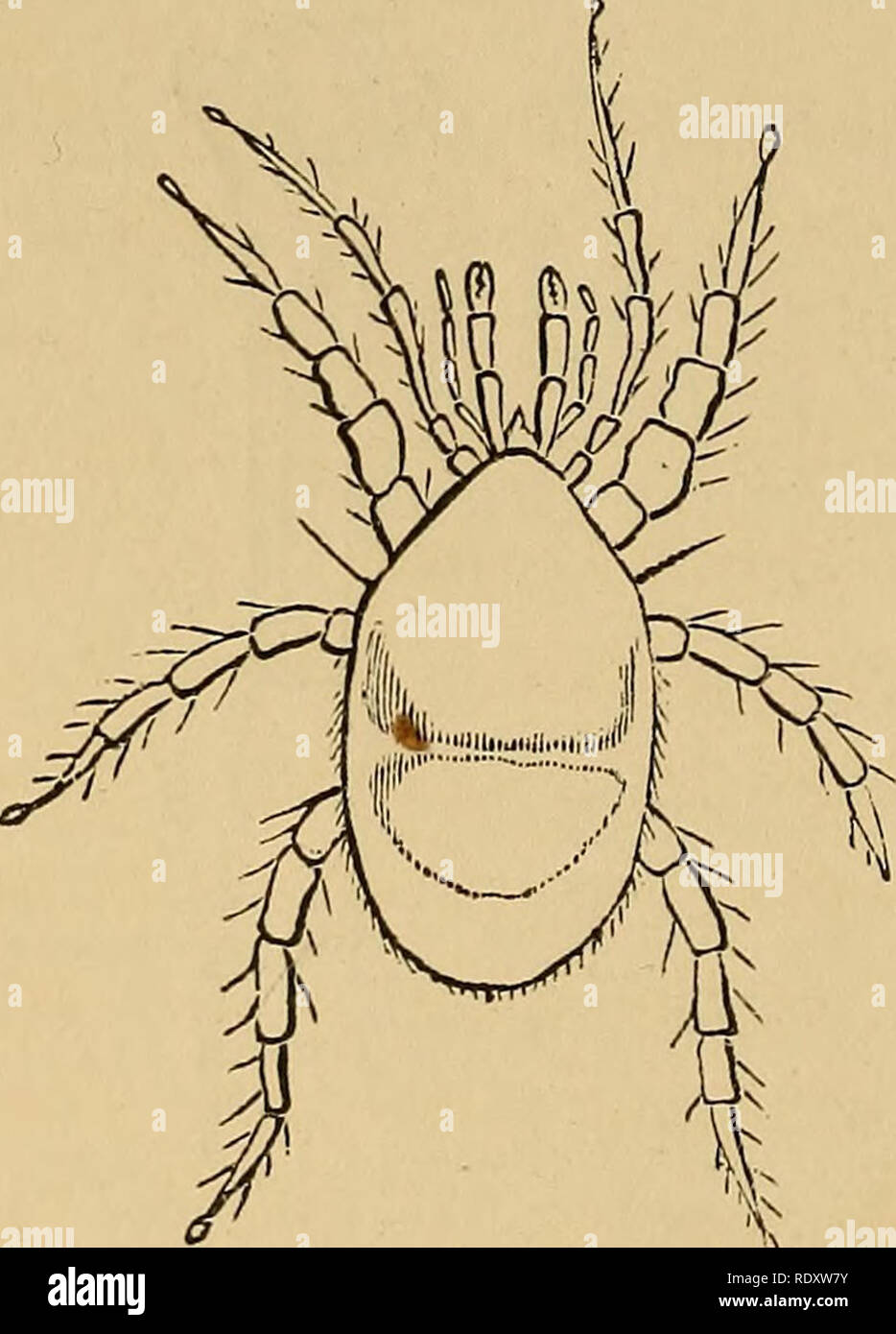 Yellowish shard hi-res stock photography and images - Alamy
