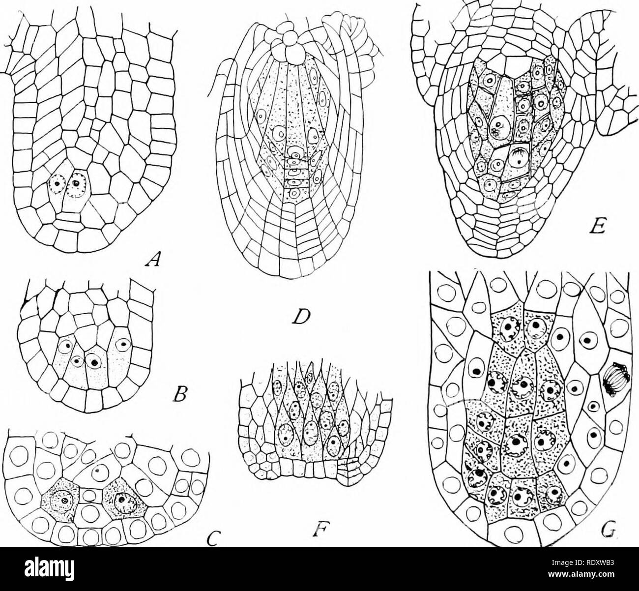 . Morphology of angiosperms (Morphology of spermatophytes. Part II). Angiosperms; Plant morphology. 58 MORPHOLOGY OF ANGIOSPKRMS mate. The prevailing habit, however, is to limit the arehe- sporium to the single hypodermal cell that terminates the axial row of the nucellus. This seems to have resulted in the more. Fig. 23.—Longitudinal sections of ovules showing multicellular arehesperia. A. B, Astilbe japonica, x 550; after Webb.™ C, tialix glaucophylla, x 600; after Cham- berlain.36 I&gt;, Bom, Uvida, x 224; after Strasboeoek.is £,, Alchemilla alpina, x 275; after Murbeok.&quot; F, Callipelti Stock Photo