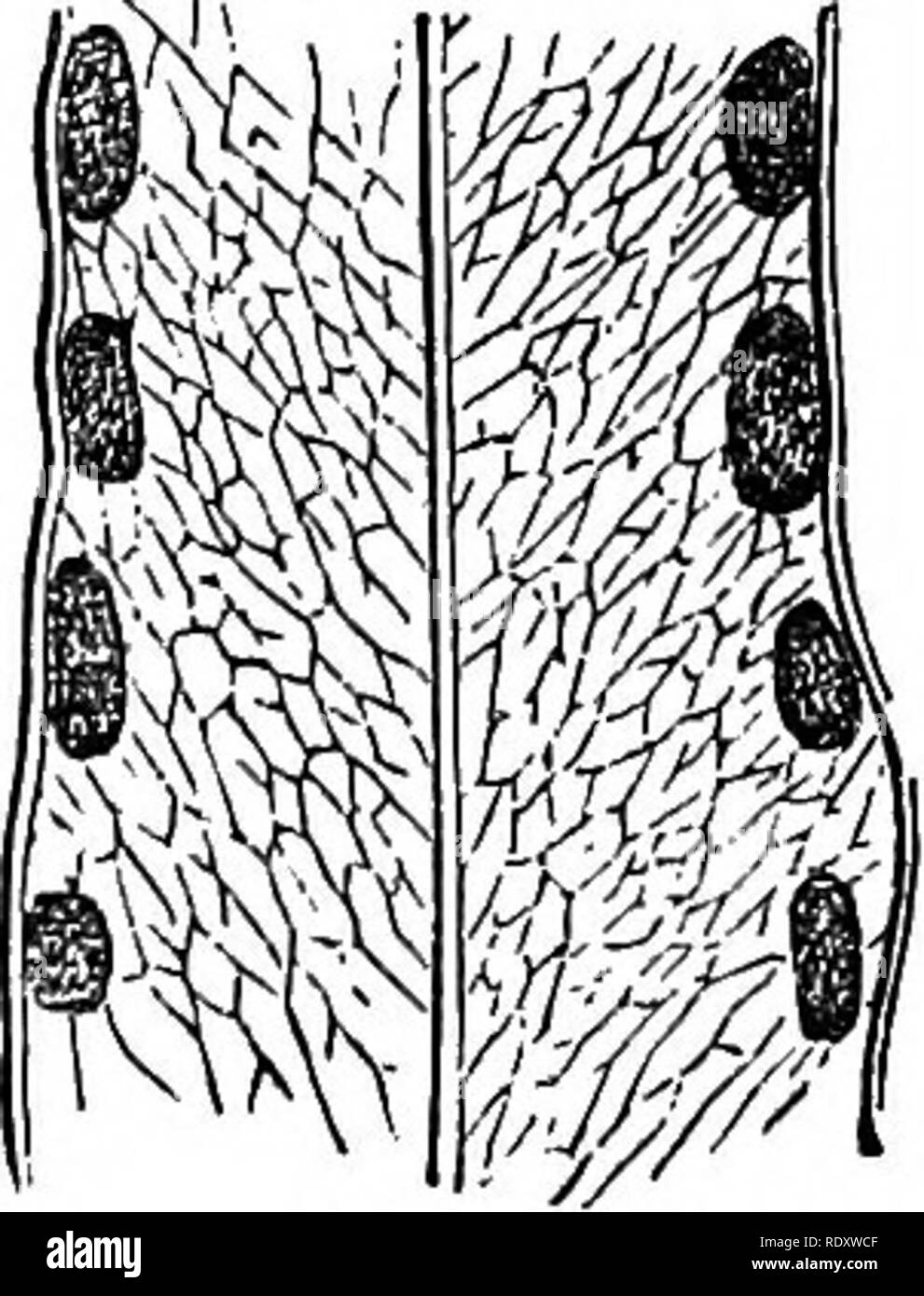 . Ferns: British &amp; foreign. The history, organography, classification, and enumeration of the species of garden ferns with a treatise on their cultivation, etc. etc. Ferns. AN ENUMERATION OS CULTIVATED TEENS. 87 podium cuspidatum, Presl. Reliq. Hcenh. t. 1,/. 3. Polypodium avenium, Bern.—Tropical America. 2. P. lanceolata, Presl. Polypodium lanceolatum, Linn.; Plum. Fil. t. 137. Polypodium macrocarpum, Willd. Pleopeltis macrocarpa, Kaulf. Pleopeltis lepidota, Presl. Pleopeltis Helena?, Presl.—Tropical America, St. Helena, South Africa, and Bourbon. 3. P. elongata, J. 8m. Grammitis elongata Stock Photo