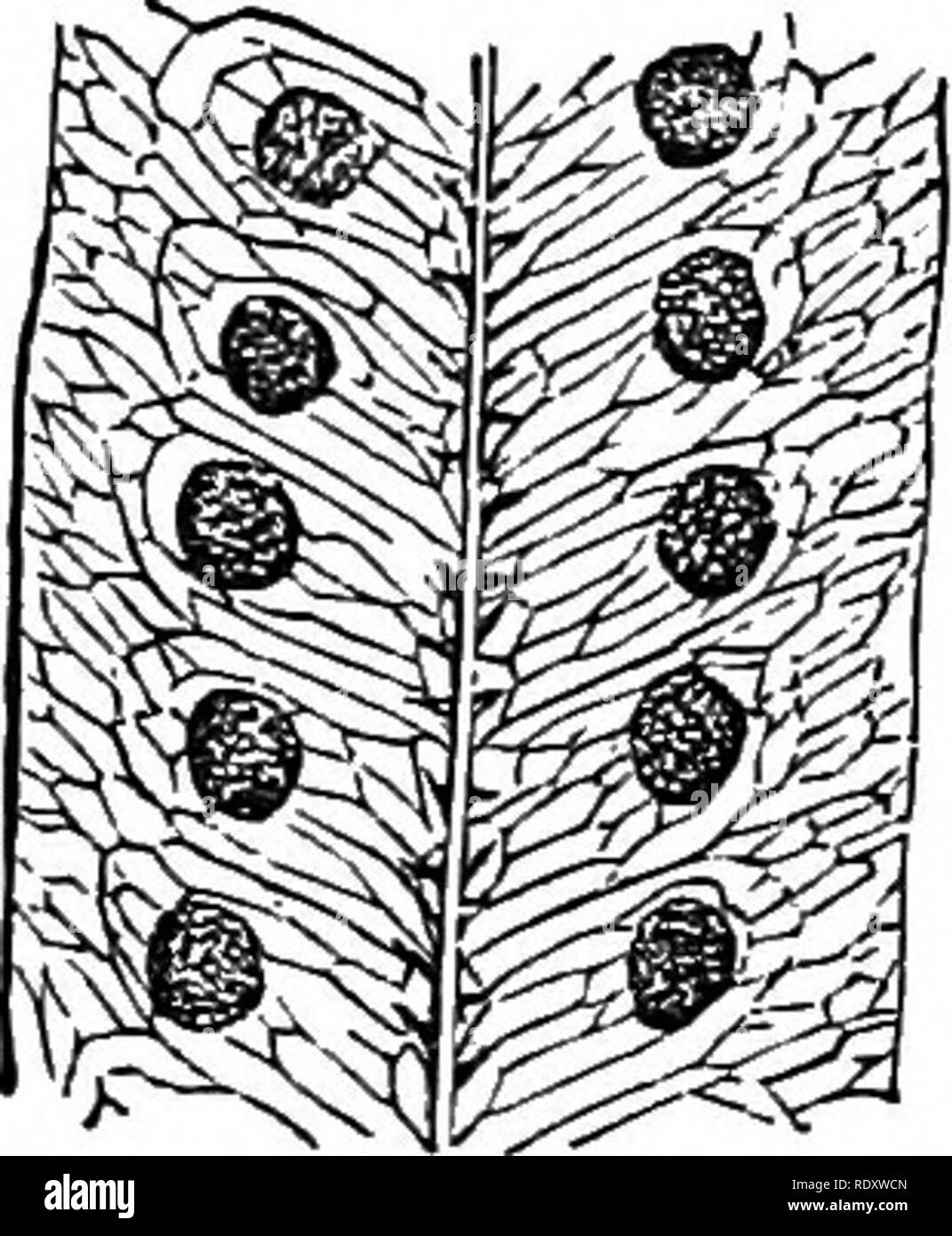 . Ferns: British &amp; foreign. The history, organography, classification, and enumeration of the species of garden ferns with a treatise on their cultivation, etc. etc. Ferns. 86 TEENS : BRITISH AND FOREIGN. 2. A. Owariensis, /. Sm. Polypodium Owariense, Besv.; Lowe's Ferns, 2, t 62. Goniophlebium Owariense, Lodd.—Sierra Leone. 3. A. lycopodioides, J. Sm. Polypodium lycopodioides, Linn.; Plum. Fil. t. 119. Pleopeltis lycopodioides, Fresl.—&quot;West Indies. 4. A. nitida, J. Sm. En.. Fil. Eort. Kew. (1846). Pleopeltis nitida, Moore.—Honduras. 5. A. stigmatica, /. Sm. Polypodium stigmaticum, Fr Stock Photo