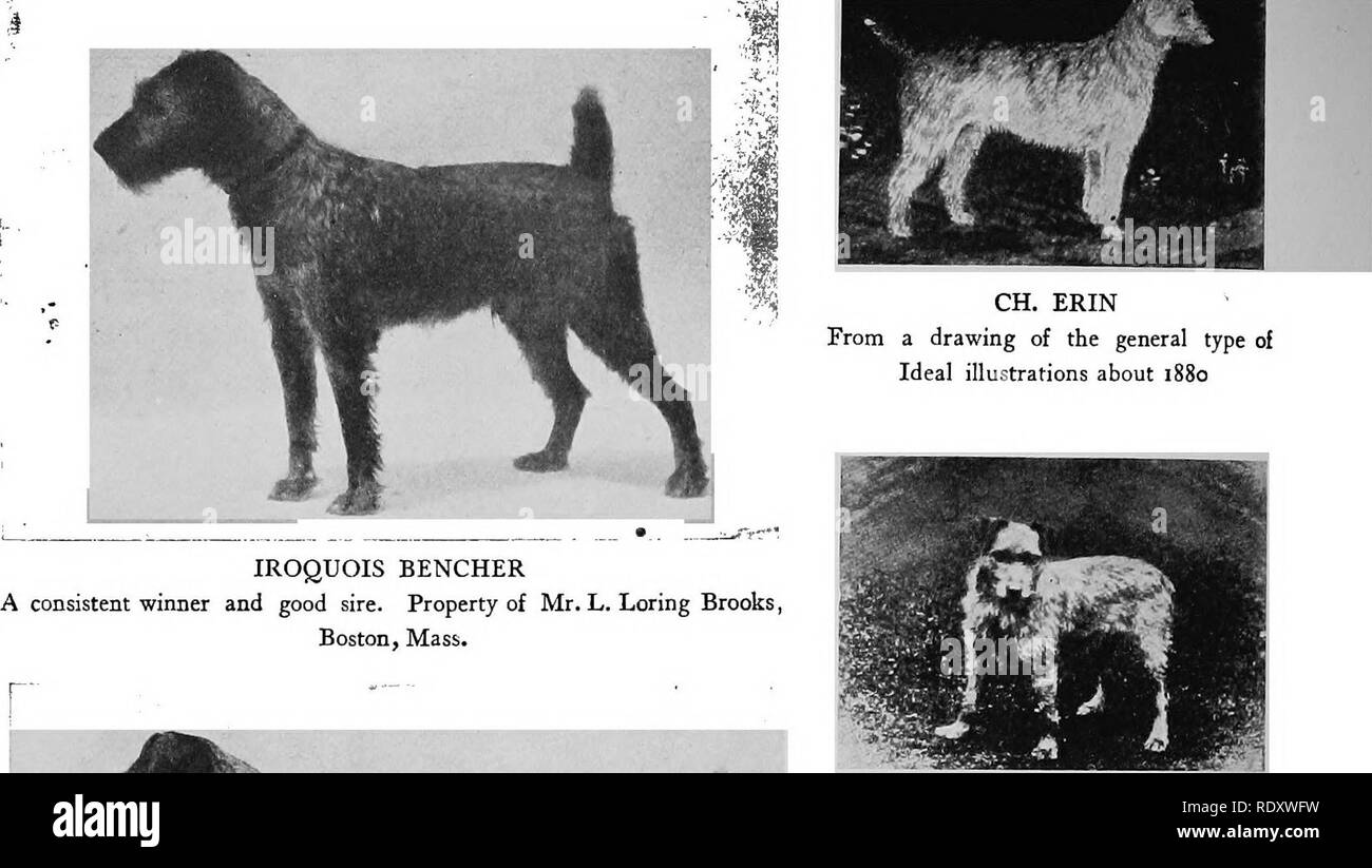 . The dog book. A popular history of the dog, with practical information as to care and management of house, kennel, and exhibition dogs; and descriptions of all the important breeds. Dogs. IROQUOIS BENCHER A consistent winner and good sire. Property of Mr. L. Loring Brooks, Boston, Mass. CH. PLAYBOY. Please note that these images are extracted from scanned page images that may have been digitally enhanced for readability - coloration and appearance of these illustrations may not perfectly resemble the original work.. Watson, James, 1845-. New York, Doubleday, Page &amp; Company Stock Photo