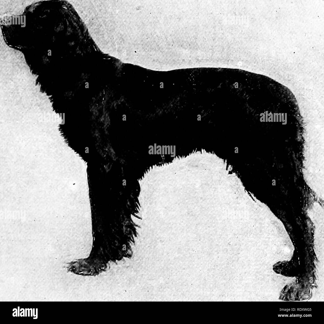 The Dog Book A Popular History Of The Dog With Practical Information As To Care And Management Of House Kennel And Exhibition Dogs And Descriptions Of All The Important Breeds Dogs