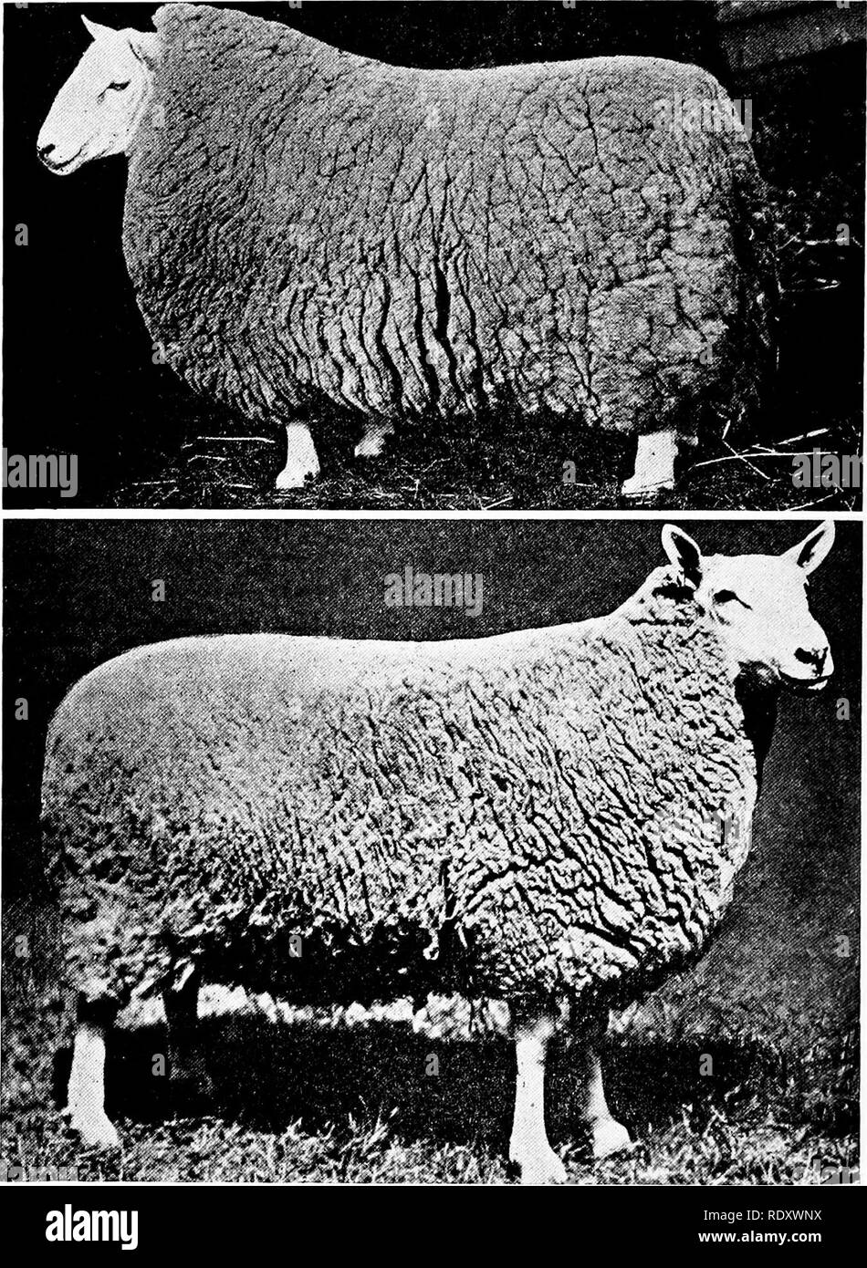 Productive sheep husbandry . Sheep. 146 THE CHEVIOT Fig. 97.. Fig. 98. Fig.  97.—Cheviot ram. The clean cut head, pure white face and short alert ears  are typical. Fig. 98.—Cheviot ewe.
