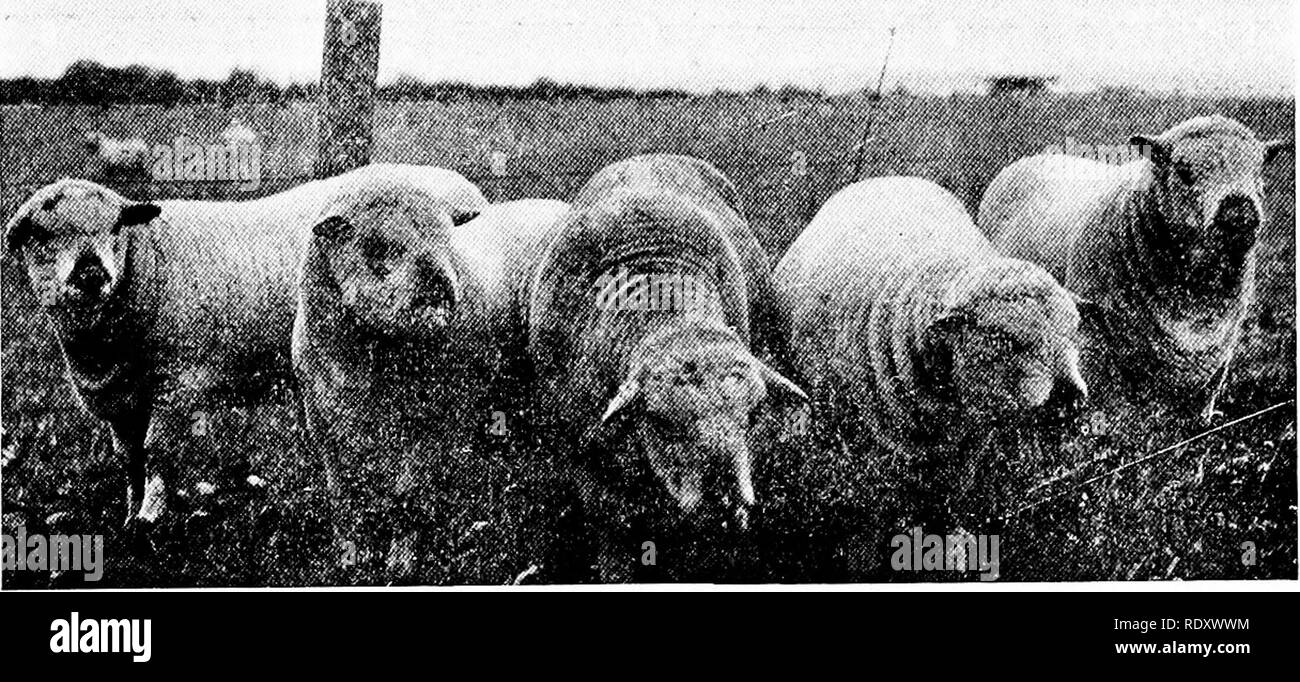 . Productive sheep husbandry . Sheep. RECOGNITION AS A BREED 113 fifties of tiie nineteenth century, altiiough, according to the &quot;Farmers' Magazine,&quot; Aclneys flock must have been founded as early as 1820. Other early improvers of note were Messrs. Henry Smith, J. and E. Crane, Green, Horton, Parmer, W. 0. Foster, G. M. Kettel, H. J. Sheldon, Thomas Mansell, John Coxon, Thomas Harley, John Stubbs, E. Thornton, Sampson Byrd, Colonel Dyott, and Mrs. Annie Baker. Others coming into prominence a little later were Messrs. Henry Mathews, Pryce, W. Bowen, J. H. Bradbume, R. H. Masfen, Joseph Stock Photo