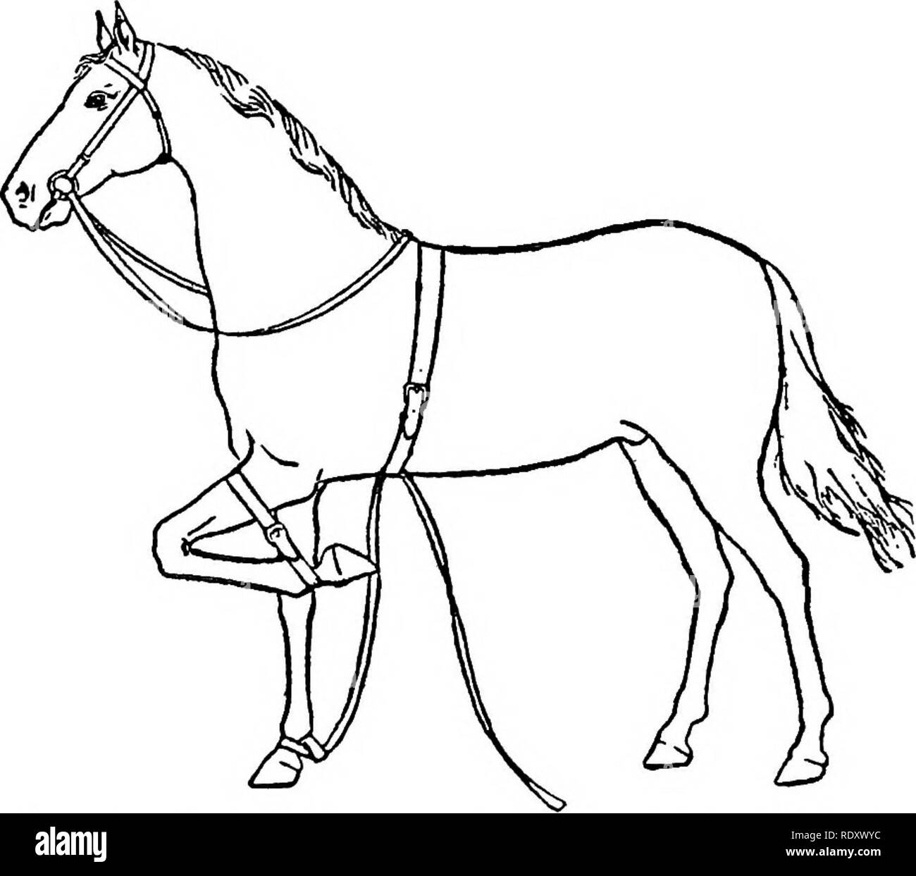 Horse throwing head Cut Out Stock Images & Pictures Alamy