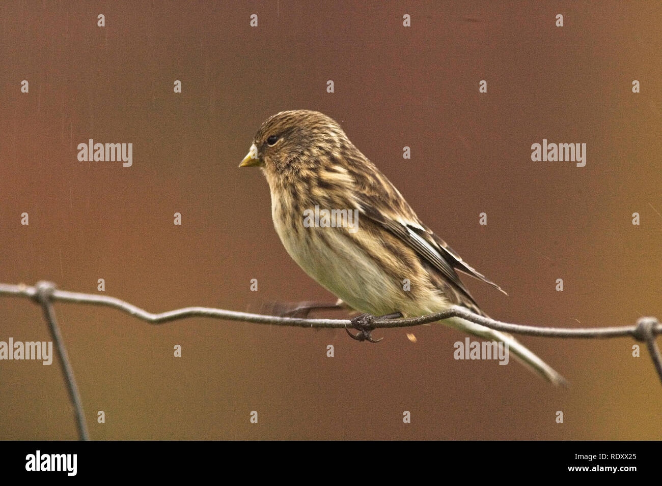 Twite (Carduelis flavirostris), perched on a wire fence in the rain, Mainland, Shetland, Scotland, UK. Stock Photo