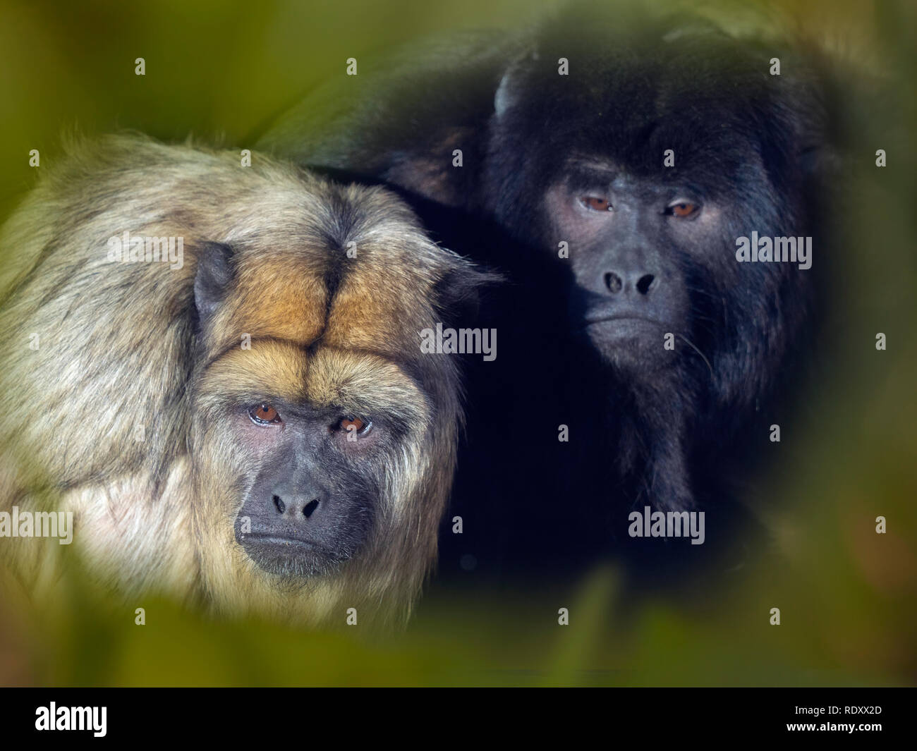 Black howler Alouatta caraya also known as black-and-gold howler Captive Portrait female and male behind Stock Photo