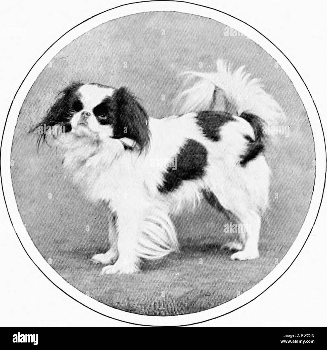 Lap Dogs Black And White Stock Photos Images Alamy