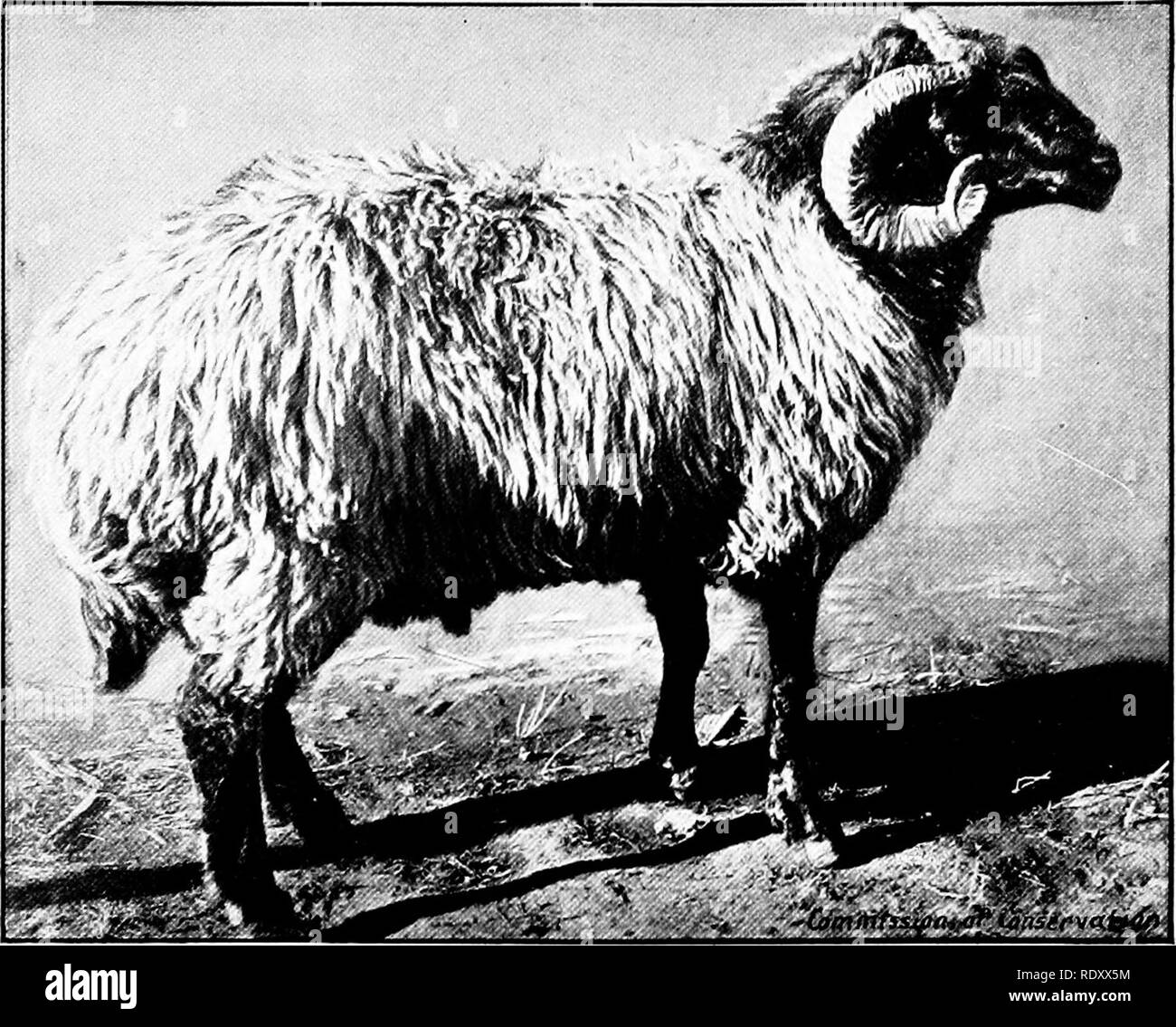 Fur-farming in Canada. Fur-bearing animals; Fur farming. '.^^^^^^J^/^-. Karakul Ram. The Fleece is Gray, Coarse, Long and Free from Fine Wool. The Face and Legs are Covered with Black, Stiff, Lustrious Fur-farming in Canada. Fur-bearing animals; Fur farming. '.^^^^^^J^/^-. Karakul Ram. The Fleece is Gray, Coarse, Long and Free from Fine Wool. The Face and Legs are Covered with Black, Stiff, Lustrious