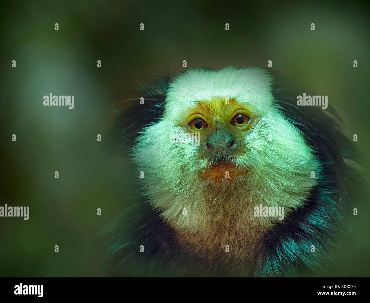 White-headed marmoset or Geoffroy's marmoset  Callithrix geoffroyi Stock Photo