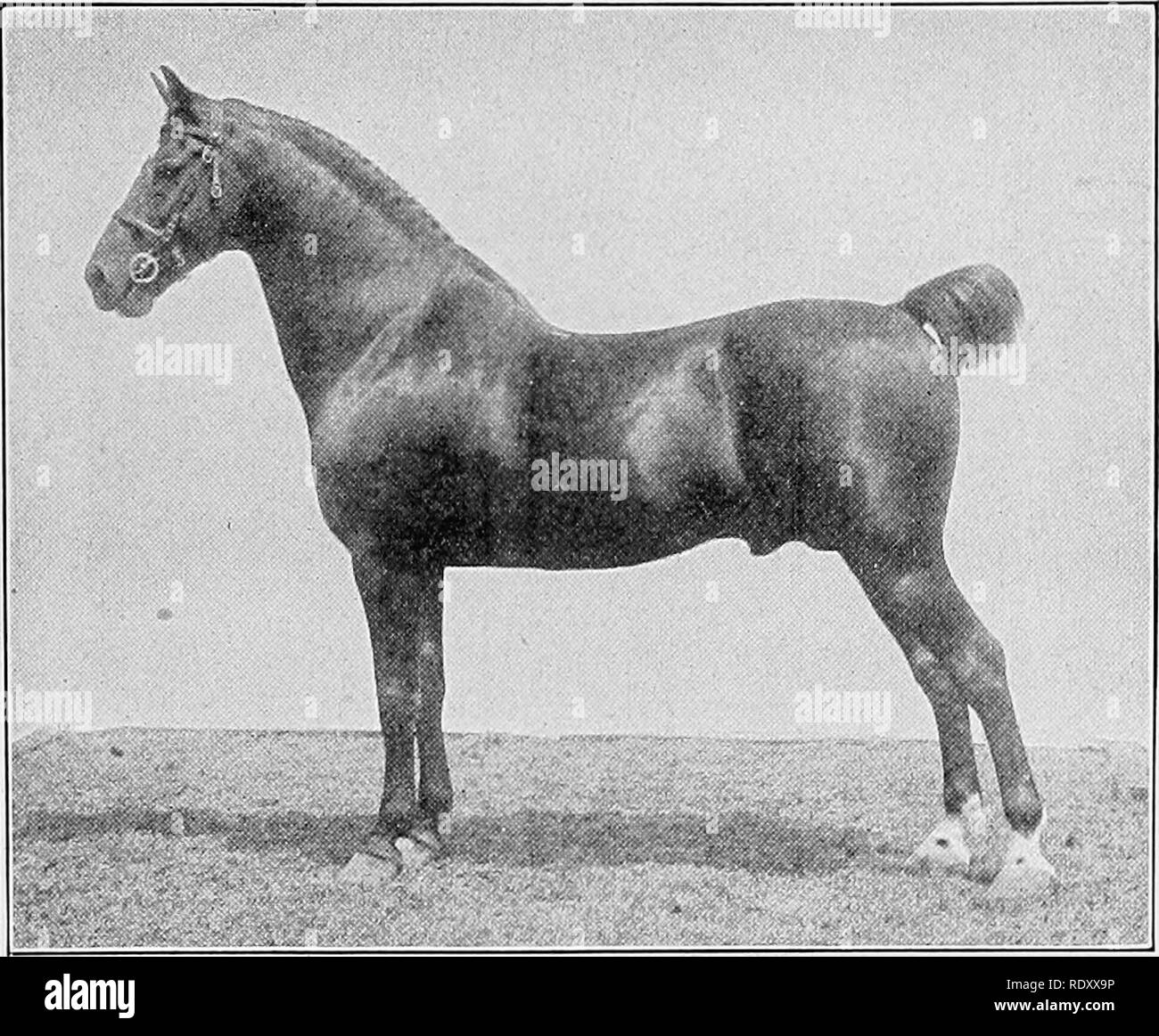 Judging Farm Animals Livestock Horses Of Heavy Harness Type 157 Hands High And Weighs 900 To 1 050 Pounds He Is Not Quite So Stocky As The Cob And Also Lacks Judging Farm Animals Livestock Horses Of Heavy Harness Type 157 Hands High And Weighs 900 To 1 050 Pounds He Is Not Quite So Stocky As The Cob And Also Lacks