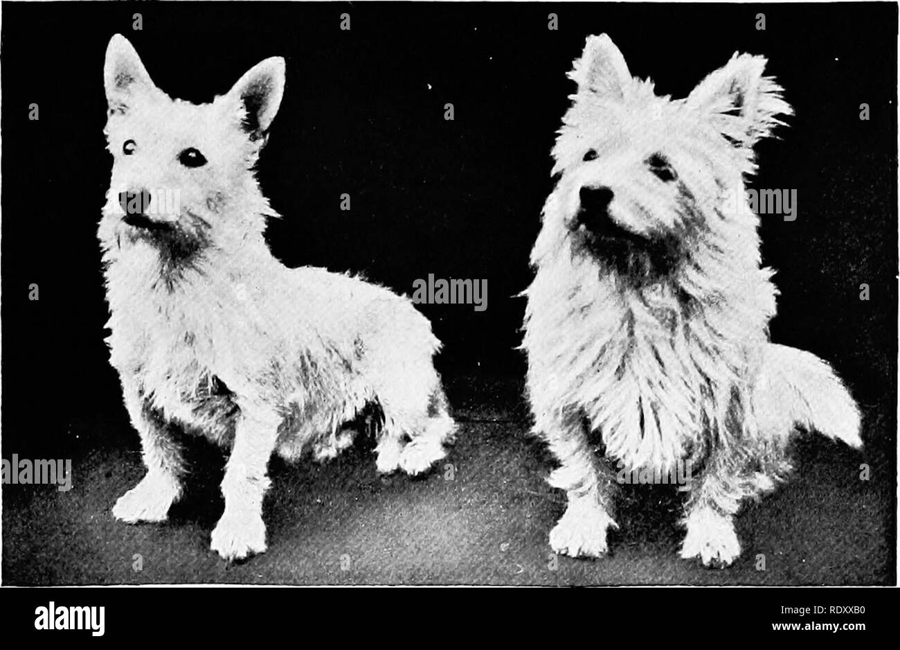 west highland terrier history