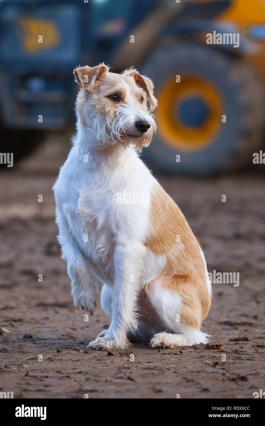 A Terrier type dog outside on a farm in the UK Stock Photo