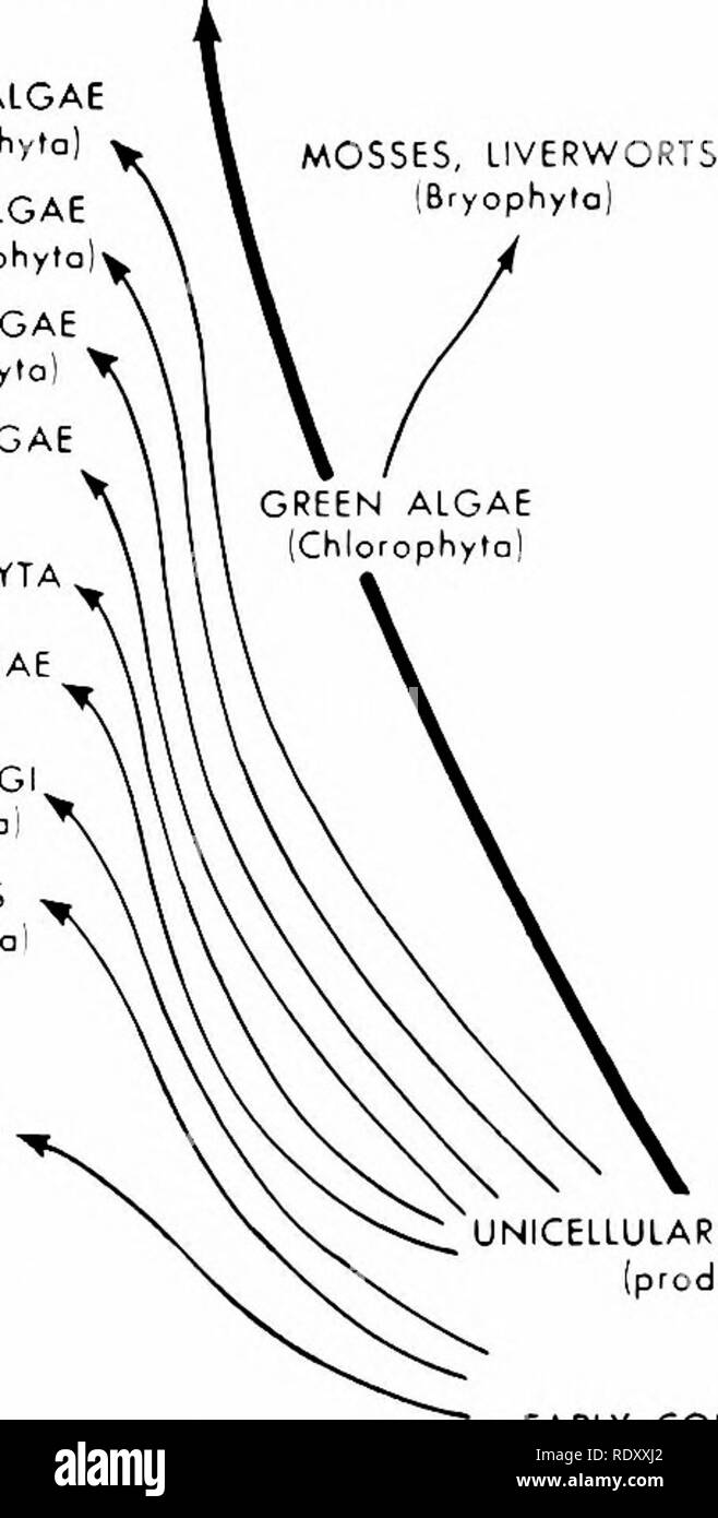 . Principles of modern biology. Biology. PRIMITIVE VASCULAR PLANTS [Eorly Tracheophytes) BROWN ALGAE (Phaeophyto RED ALGAE IRhodophyta FLAME ALGAE (Pyrrophyt GOLDEN BROWN ALG (Chrysophyta EUGIENOPHYTA BLUE GREEN ALGAi (Cyartophyla HIGHER FUNG (Eumycophyta! SLIME MOLDS [MyxOTiycophyt MODERN BACTERIA (SchizomycophyfaJ. ANIMAL KINGDOM MARSUPIALS ^CENTAL ^ MODERN REPTILES DINOSAURS y Zjt MONC MONOTREMES EARLY MAMMALS MODERN AMPHIBIA EARLY AMPHIBIA MODERN BONY FISH ARTHROPODS PERIPATUS ANNELIDS NEMERTINES FLATWORMS [Platyhelminlhes} CTENOPHORES COELENTERATES. Please note that these images are extra Stock Photo