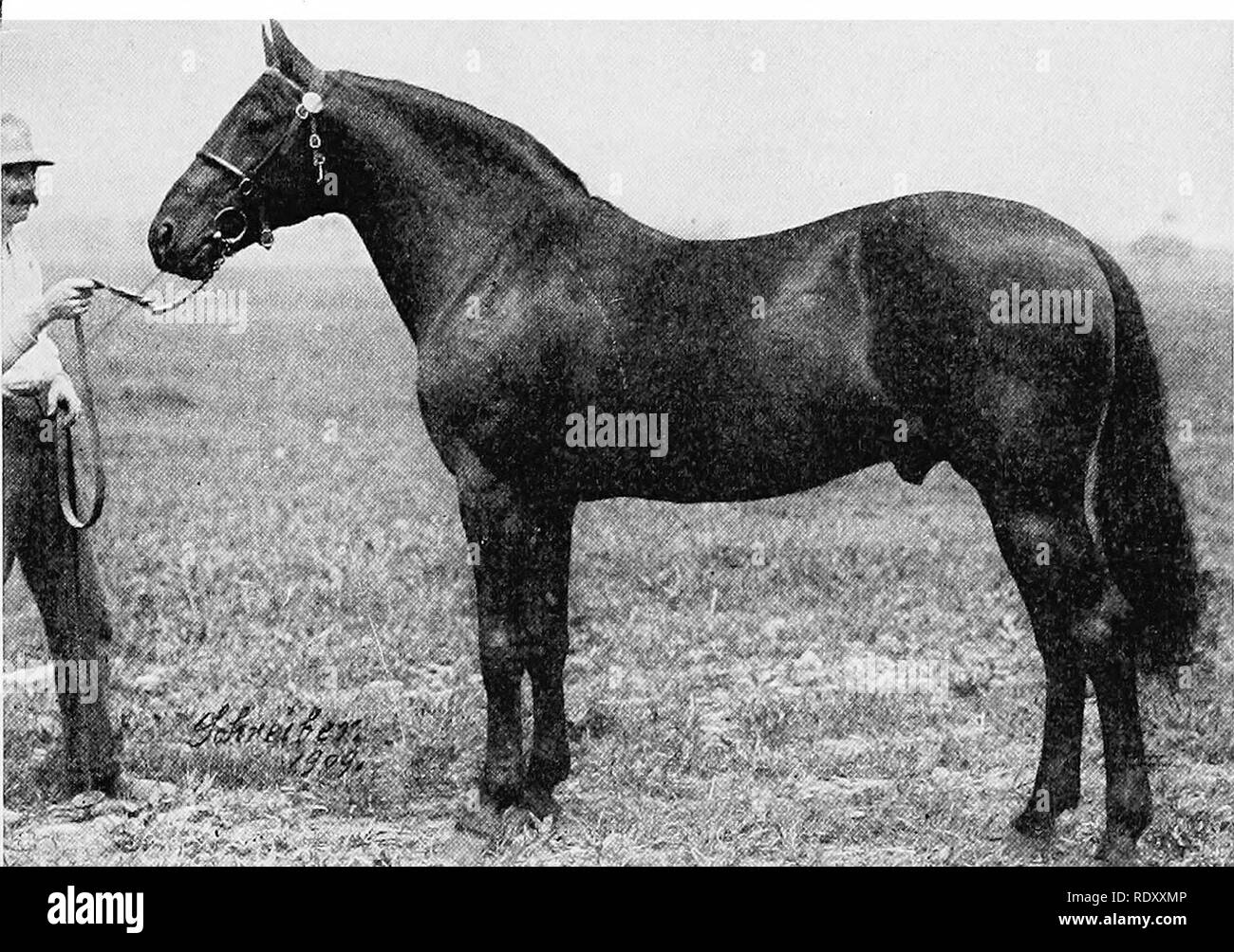 . Productive horse husbandry. Horses; Horses. AMERICAN BREEDS 113 ing the Morgan, and the Saddle horse. The first pure breed to gain a foothold here was the Thoroughbred, and naturally the Thoroughbred has been the chief contributor in the foundation of the American breeds. STANDAEDBRED This breed is so named because the members are bred to a standard of speed performance, that is, one mile in 2.30 or better. Fig. 81.—A Standardbred stallion, a leading sire of the breed. trotting, 2.25 or better pacing. In fact, the question has been raised whether or not the Standardbred fulfils the requireme Stock Photo