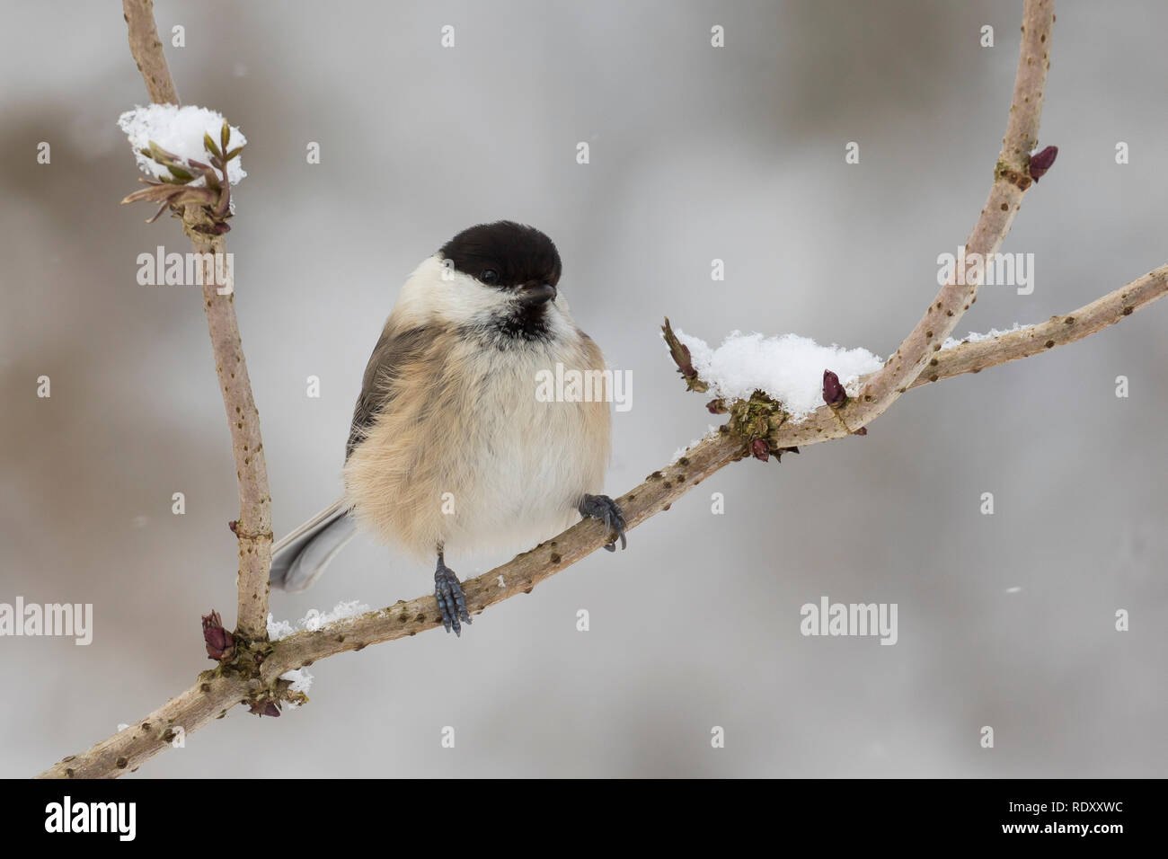 Weidenmeise, Winter, Schnee, Weiden-Meise, Mönchsmeise, Mönchs-Meise,  Meise, Parus montanus, Poecile montanus, willow tit, snow, La Mésange  boréale Stock Photo - Alamy