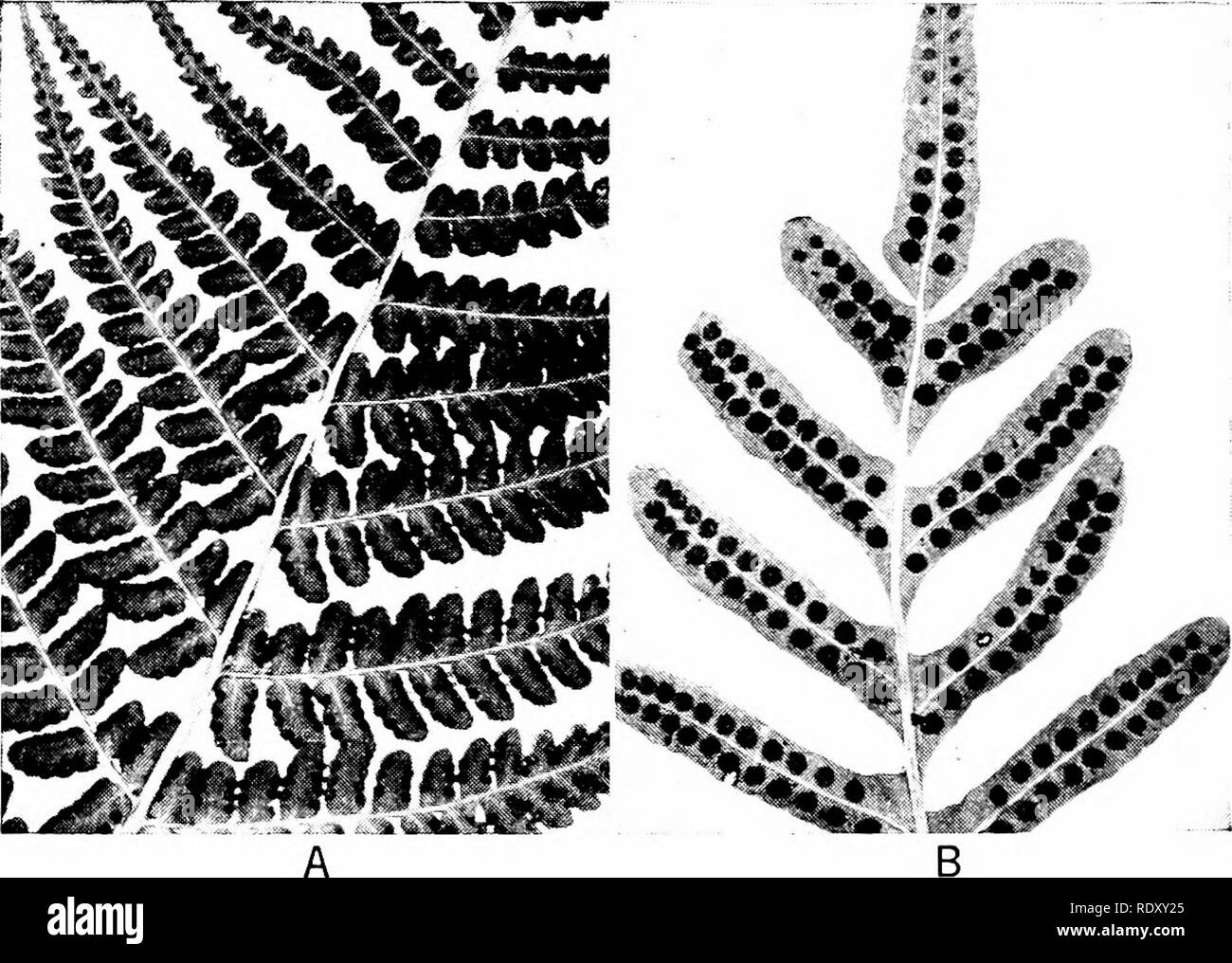 . Principles of modern biology. Biology. Fig. 12-1. The familiar fern plant is the sporophyte generation, consisting of exposed leaves (fronds), an underground stem (the rhizome), and the roots. (From The Plant World, by Fuller and Carothers. Holt, Rine- hart and Winston, Inc.) cluster of spore capsules, or sporangia. At higher magnification one can see that each sporangium is a hollow structure, containing numerous spores (Fig. 12-3). While a spo- rangium is ripening, the spores are produced from spore mother cells, or sporocytes. The spore mother cell undergoes meiosis, giving rise to four h Stock Photo