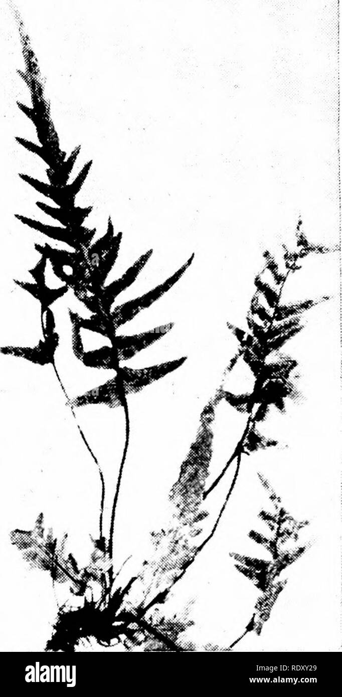 . Principles of modern biology. Biology. 204 - Multicellular Plants. Fig. 12-1. The familiar fern plant is the sporophyte generation, consisting of exposed leaves (fronds), an underground stem (the rhizome), and the roots. (From The Plant World, by Fuller and Carothers. Holt, Rine- hart and Winston, Inc.) cluster of spore capsules, or sporangia. At higher magnification one can see that each sporangium is a hollow structure, containing numerous spores (Fig. 12-3). While a spo- rangium is ripening, the spores are produced from spore mother cells, or sporocytes. The spore mother cell undergoes me Stock Photo