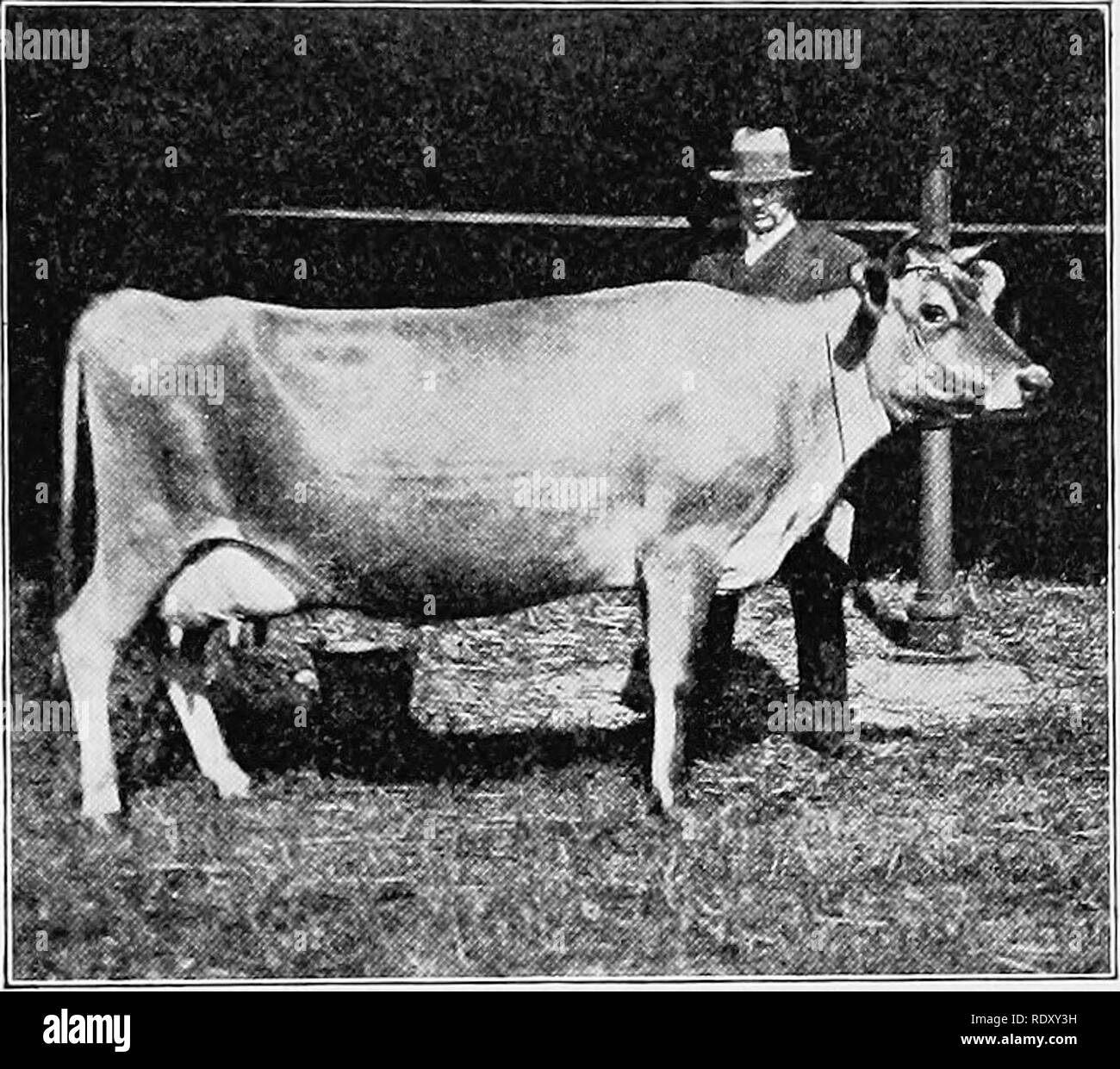 . Types and breeds of farm animals. Livestock. THE JERSEY 341 The Rosette family traces from Rosette through her daughter Rosette 2d, F. 943 H. C. and her granddaughter Rosette ^th, P. 2128 C. Bred to Sarabond, P. 797 H. C, Rosette 4th pro- duced Rosette sth, P. 2881 H. C, imported by Mr. Cooper under the name of Sultana's Rosette 149740. She proved a remark- able breeder and dropped the bulls Flying Fox, P. 2729 H. C. (Champion Flying Fox 61441, imp.), Ravachol, P. 2032 C, and Forfarshire, P. 2914 H. C.,. three of the great island-bred bulls, and the cow Alicante, P. 3880 H. C, dam of the Owl Stock Photo
