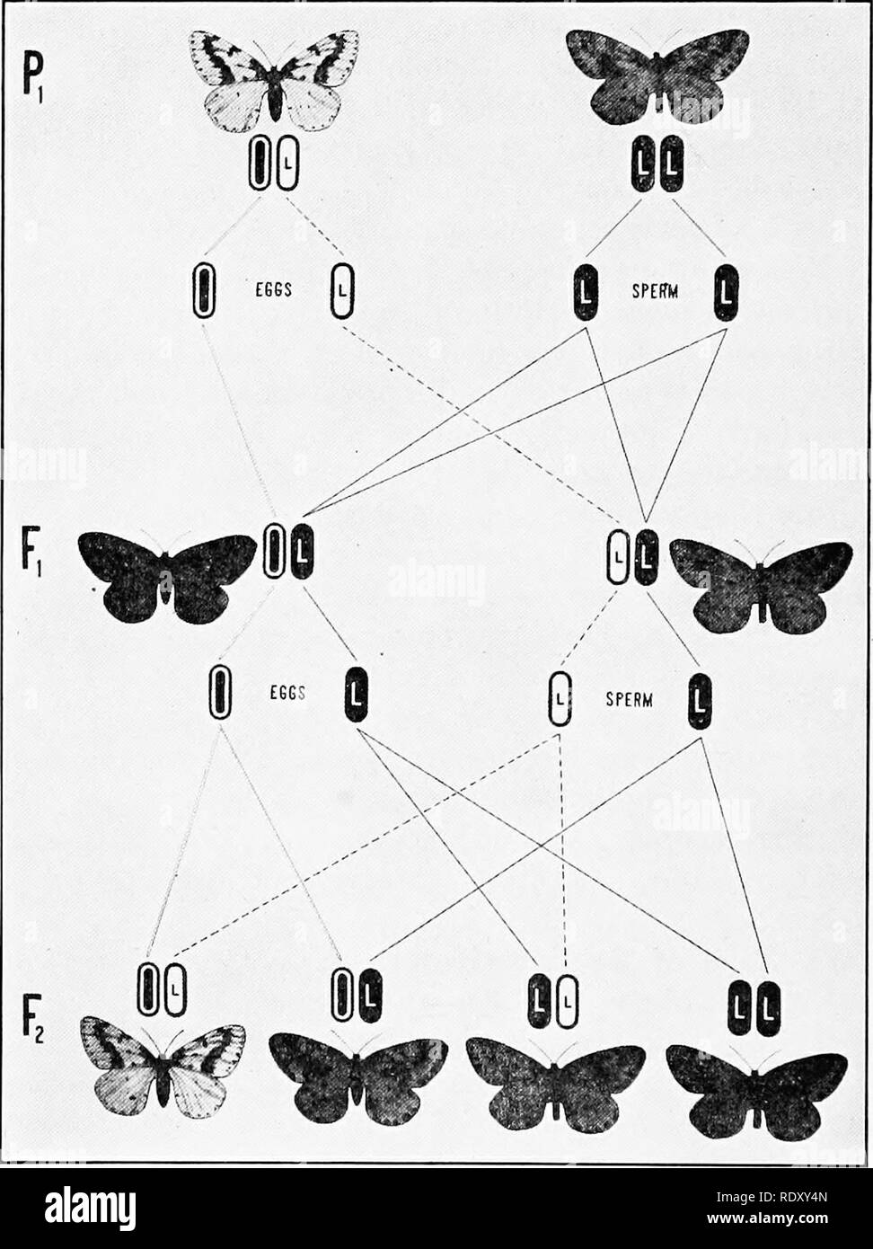 . Genetics in relation to agriculture. Livestock; Heredity; Variation (Biology); Plant breeding. 206 GENETICS IN RELATION TO AGRICULTURE linked character. As it occurs in the wild, the currant moth is usually of the typical form which is characterized by dark markings on the wings which although highly variable are of characteristic shape and arranged in a definite pattern. This is the form styled grossulariata. Occasionally in nature, however, a female is discovered which is much lighter than. Fig. 93.—Diagram illustrating the inheritauce of laclicolor type in Abraxas. A lacticolar female mat Stock Photo