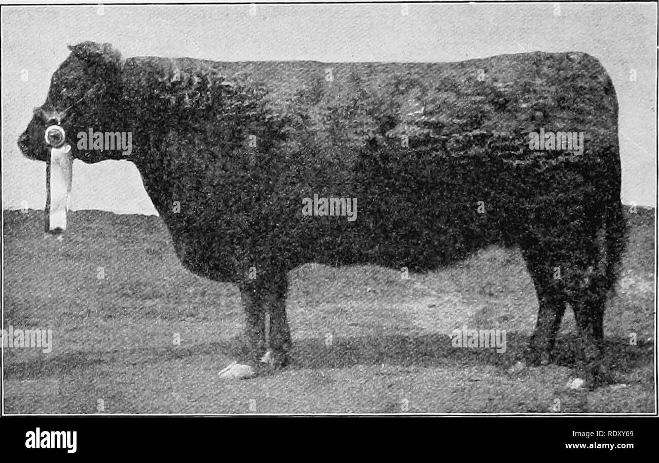 Feeder Calves Stock Photos Feeder Calves Stock Images Alamy