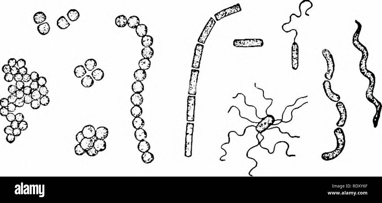 . Principles of modern biology. Biology. v^J^Other Modes of Nutrition; Conservation of Food Elements ALMOST all higher organisms are either typical animals or typical plants; but among lower organisms, the lines of distinction are somewhat blurred. Some lower organisms, are holophytic, some are holozoic, others are more or less intermediate between the plants and the animals, and still others are quite different, in their mode of nutrition, from either plants or animals. THE FUNGI The fungi are a large group (about 75,000 species) of relatively simple plants that do not possess chlorophyll and Stock Photo