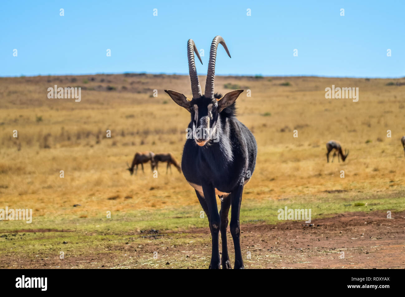 Portrait of a cute Sable Antelope in a game reserve in Africa Stock Photo