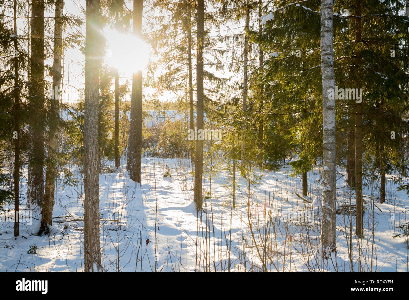 Winter forest landscape at sun rays in Finland Stock Photo - Alamy