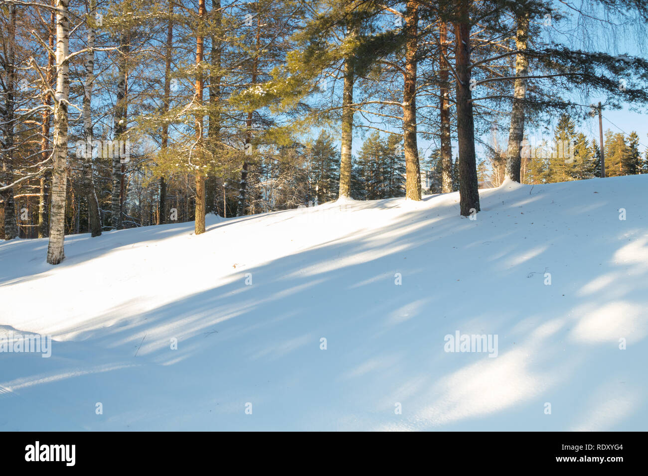 Winter forest landscape at sun rays in Finland Stock Photo - Alamy
