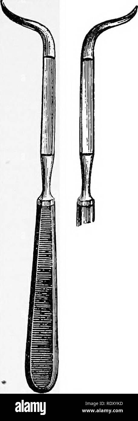 . Manual of operative veterinary surgery. Veterinary surgery. Fig. 464.—Blunt Tenaculum, wltli Elastic Band. Fig. 465.—Blunt Tenaculum,. Fig. 466—Eight and Left Neurotomes. and the surgeon and his attendants. We fully agree with the admitted rule that animals undergoing surgical operations should be thrown and properly secured. We, with other practitioners, however, have succeeded so weU in obtaining complete local an- esthesia by the use of cocaine, that it has enabled us to perform the operation in the standing position. We, nevertheless, can scarcely see the necessity for general anesthesia Stock Photo