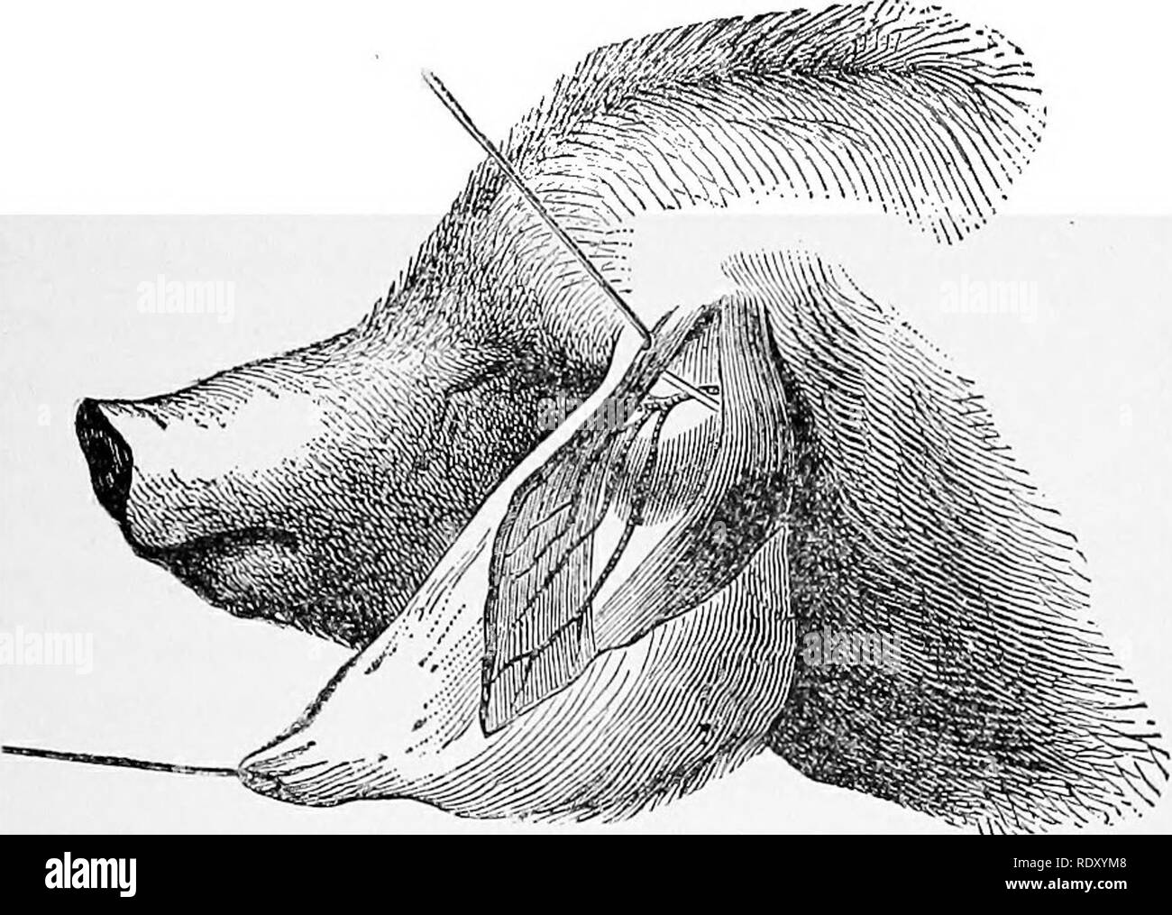 . Manual of operative veterinary surgery. Veterinary surgery. CAPILLARY BLEEDING. 517. Fig. 449.—Anatomy of the Posterior Auricular Artery in Swine. caudal muscles, then becoming superficial and readUy accessible to the end of the member. In opening it, it is pierced by the lancet in the longitudinal axis of the vessel, the tail being kept elevated. Ordinarily, however, not only is the artery cut directly . across, but the slnn or surrounding muscular fibres are included. The incision must be made on a level with the superior third of the tail; higher up the operation may be complicated with a Stock Photo