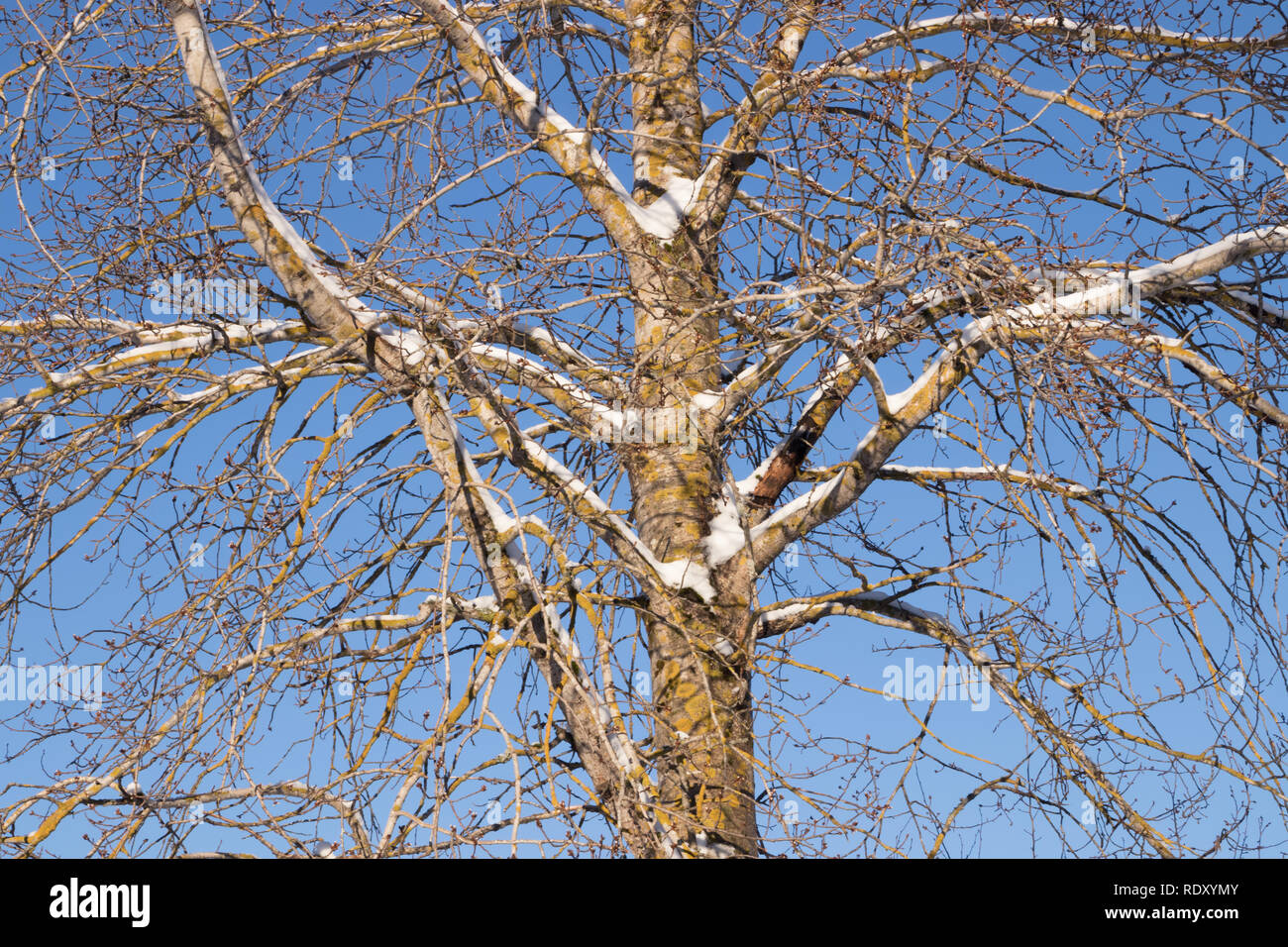 Branches of tree with snow on a blue sky background at winter Stock ...