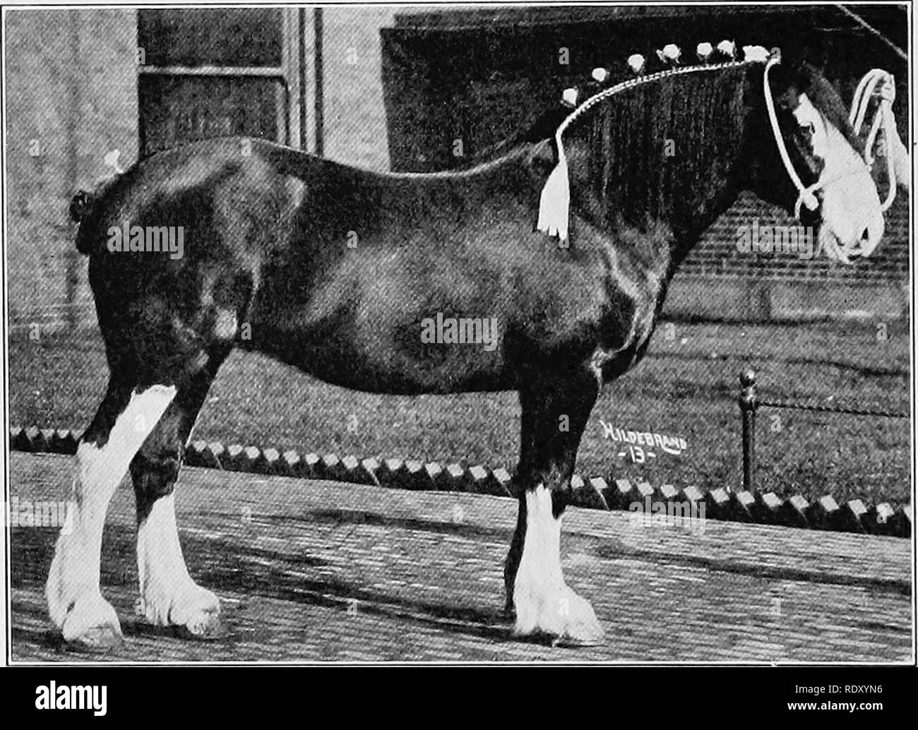 Stallion Fig . The fundamentals of live stock judging and selection . Livestock. Fig ...