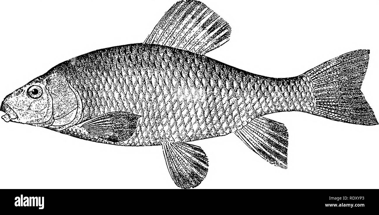 . Goldfish breeds and other aquarium fishes, their care and propagation; a guide to freshwater and marine aquaria, their fauna, flora and management. Aquariums; Goldfish. FIG. 48—Barred Killifish, Fundulus diaphanus THE BRILLIANT CHUBSUCKER OR MULLET This fish is known as the Chubsucker, Erimyzon sucetta. Fig. 49, and may be recognized by its clear green back, lemon-yellow sides, and white. FIG. 49—Chub-sucker or Mullet, Erimyzon sucetta abdomen. It is quite generally distributed in flowing water in most of the river systems of the Eastern, Middle and Southern states. It can be kept with other Stock Photo